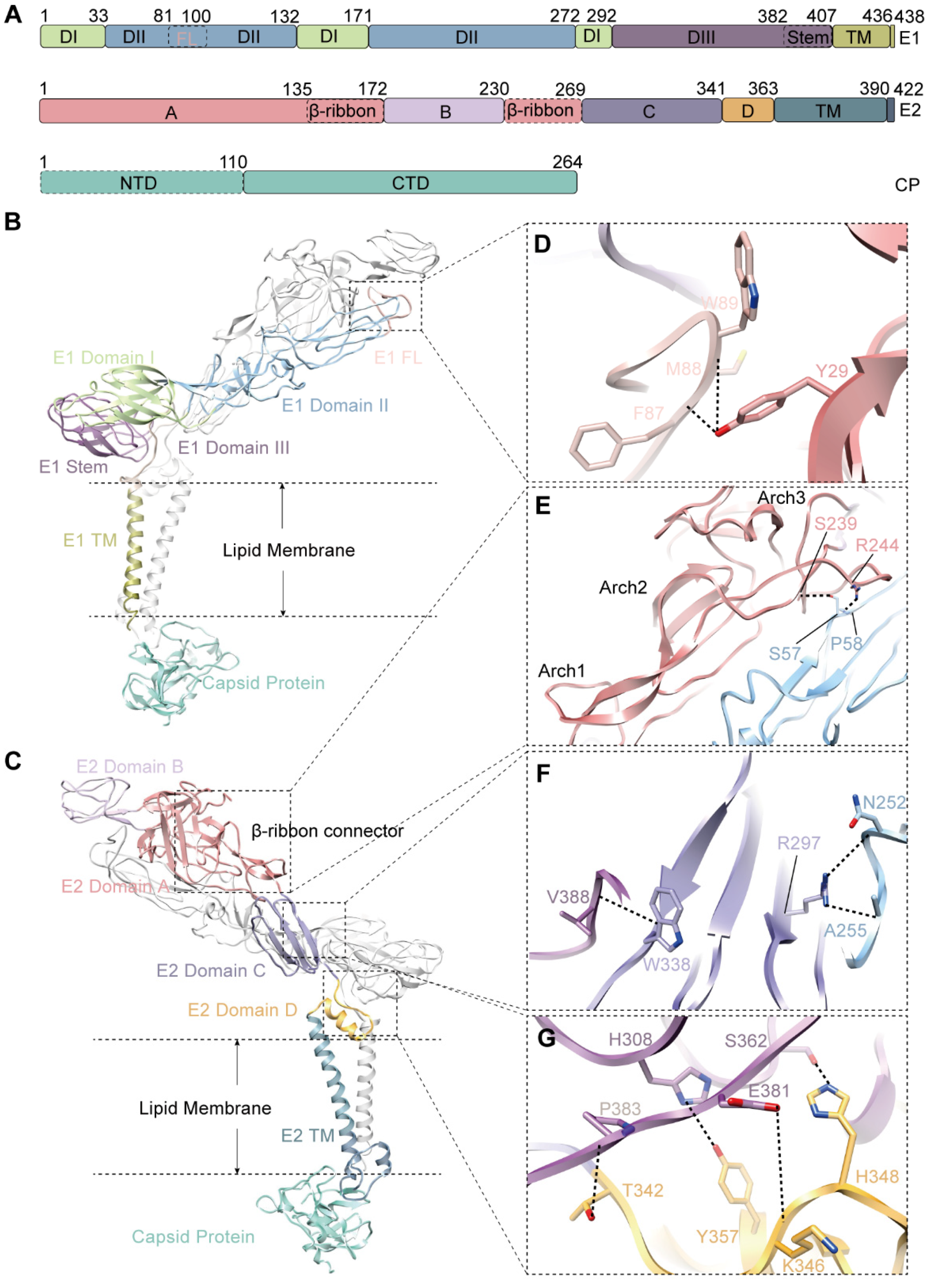 Viruses 14 00327 g002 Viruses 14 00327 g002