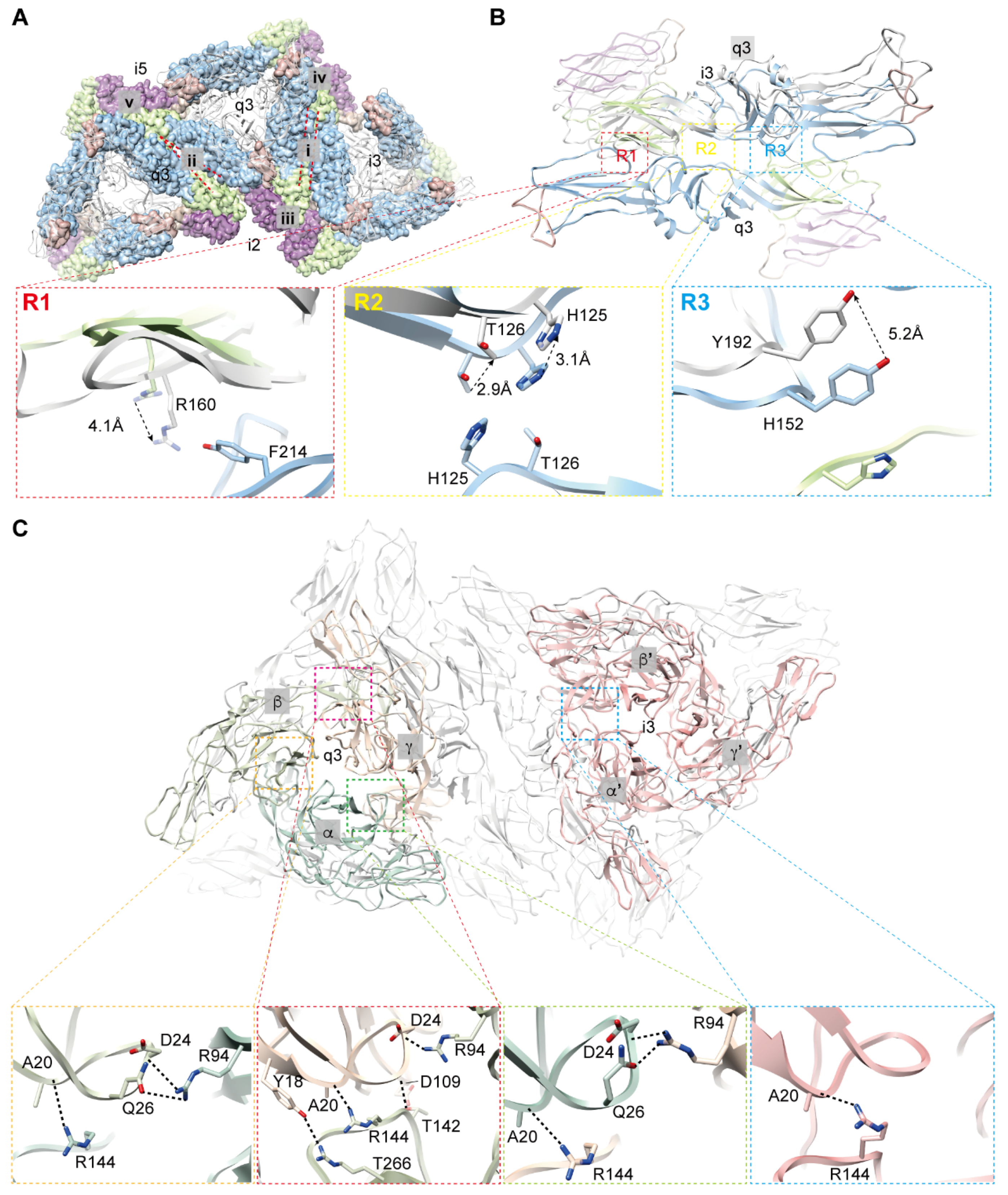 Viruses 14 00327 g003 Viruses 14 00327 g003