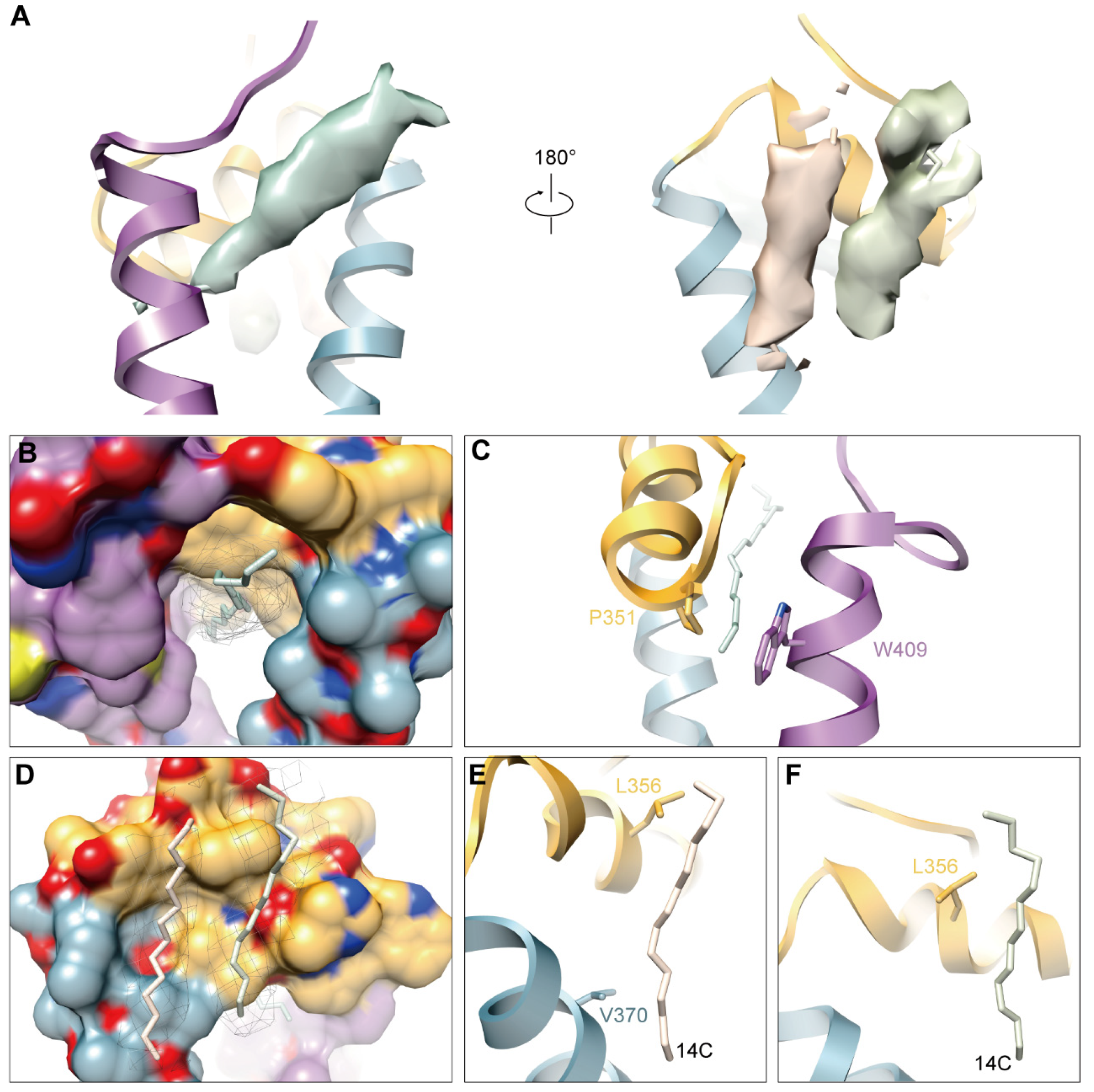 Viruses 14 00327 g005 Viruses 14 00327 g005