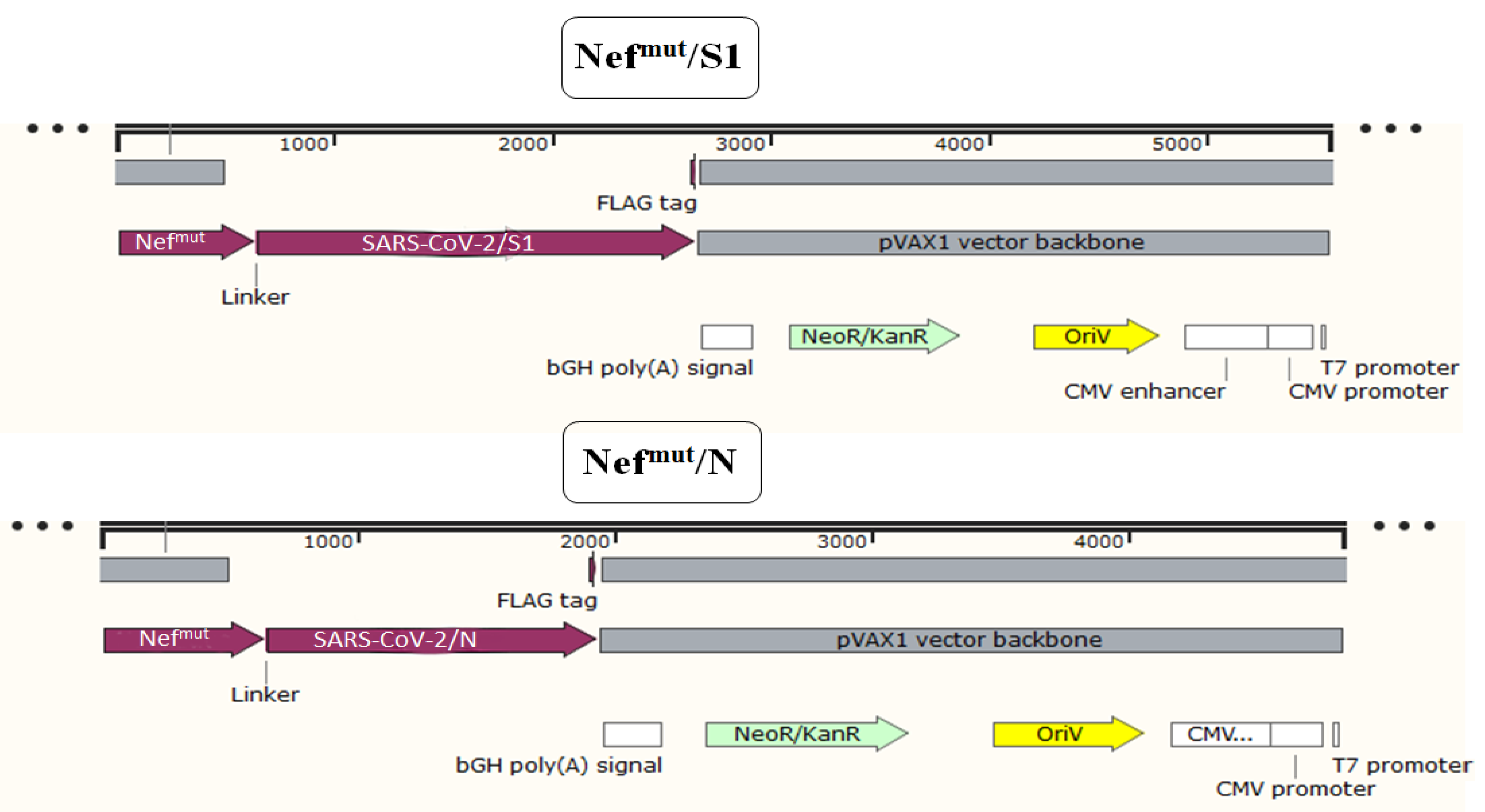 Viruses 14 00329 g001