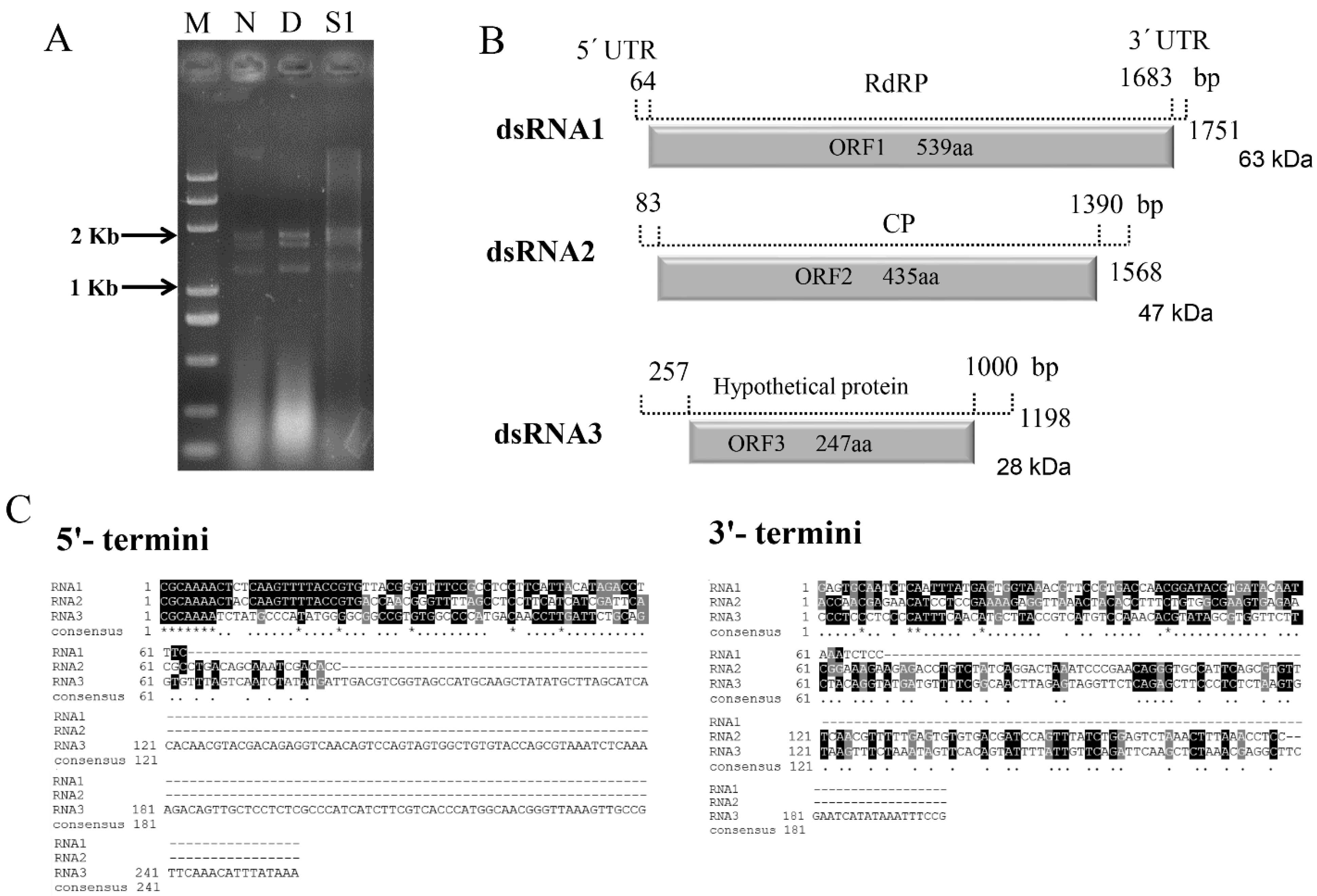 Viruses 14 00331 g001