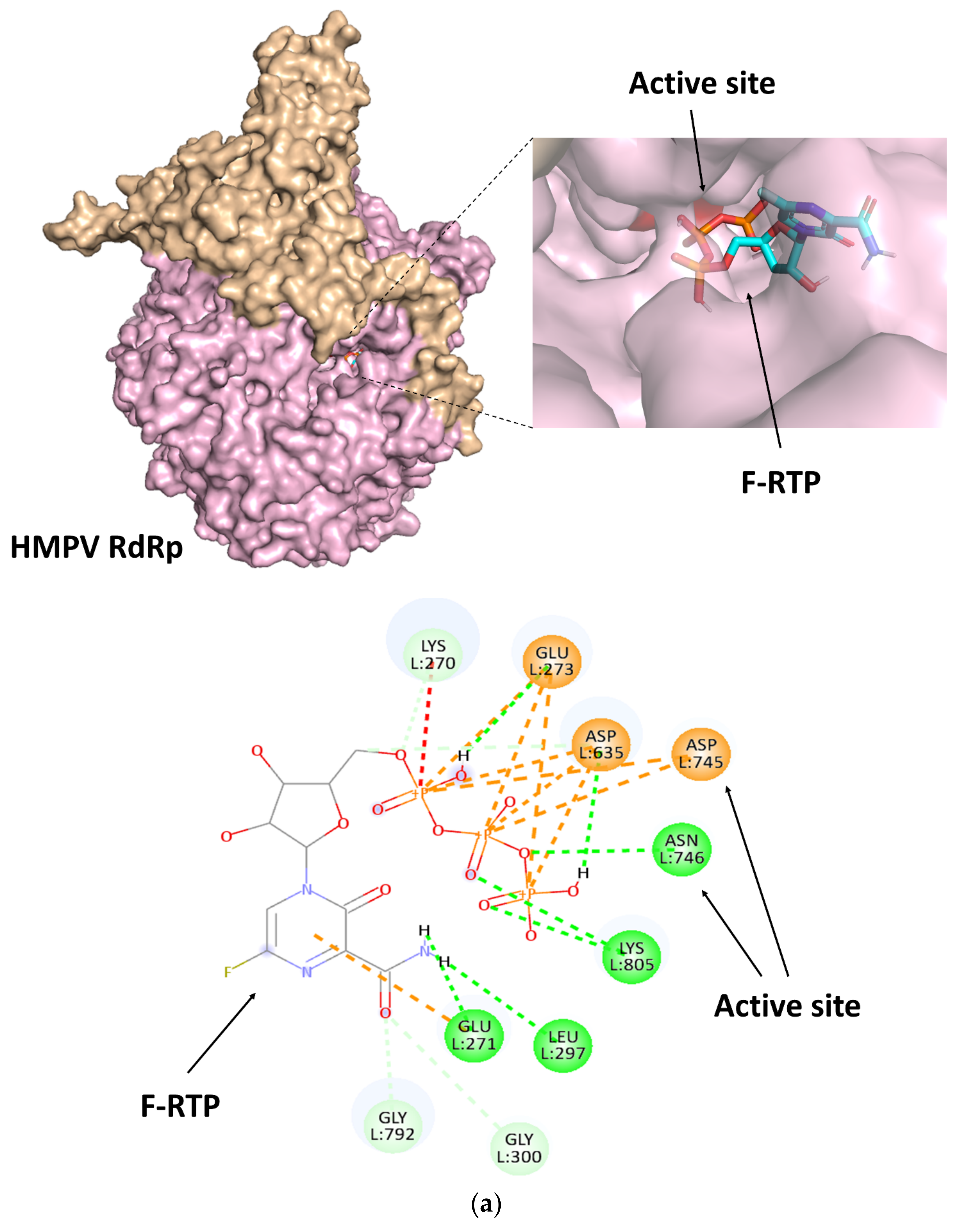 Viruses 14 00338 g002a