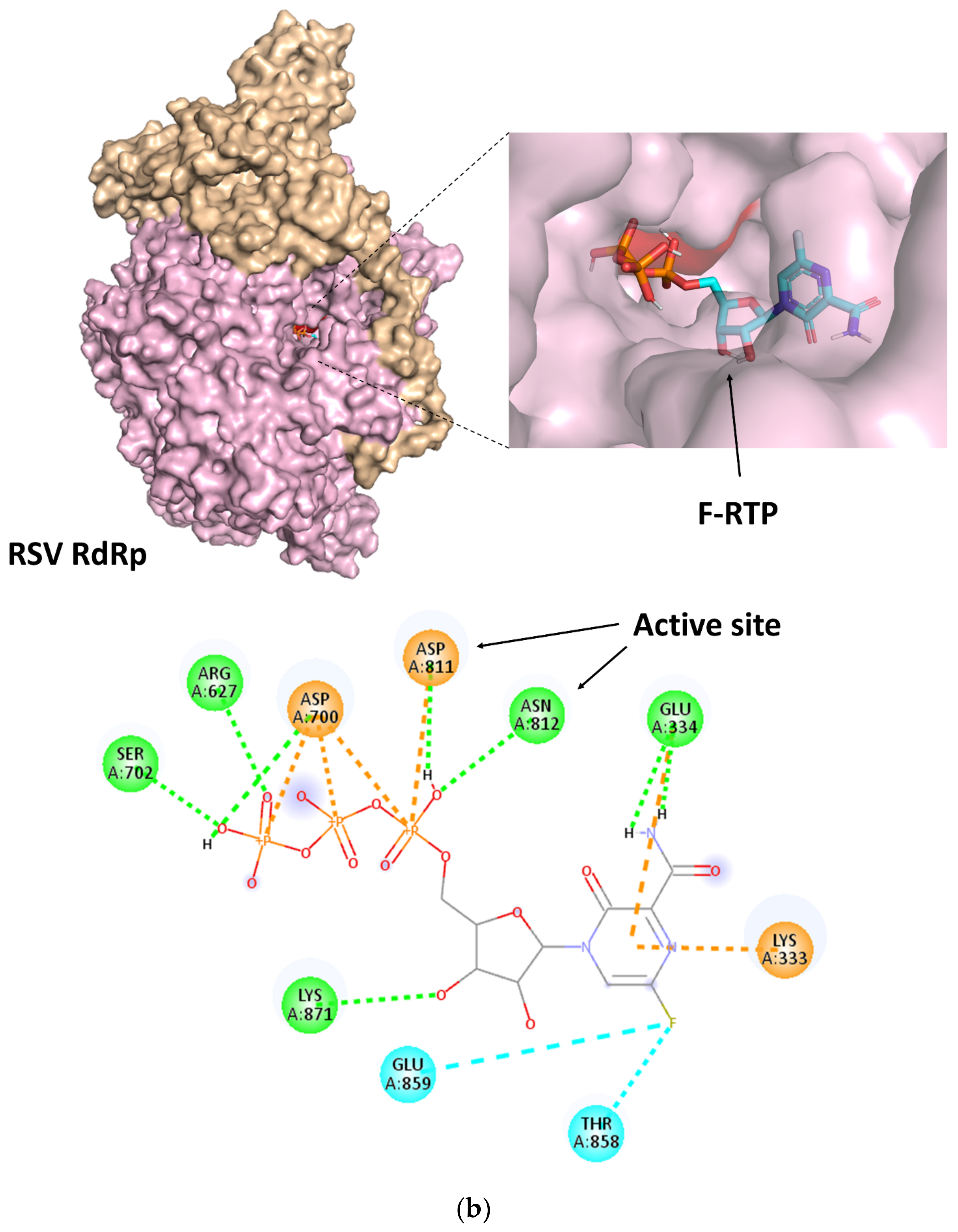 Viruses 14 00338 g002b