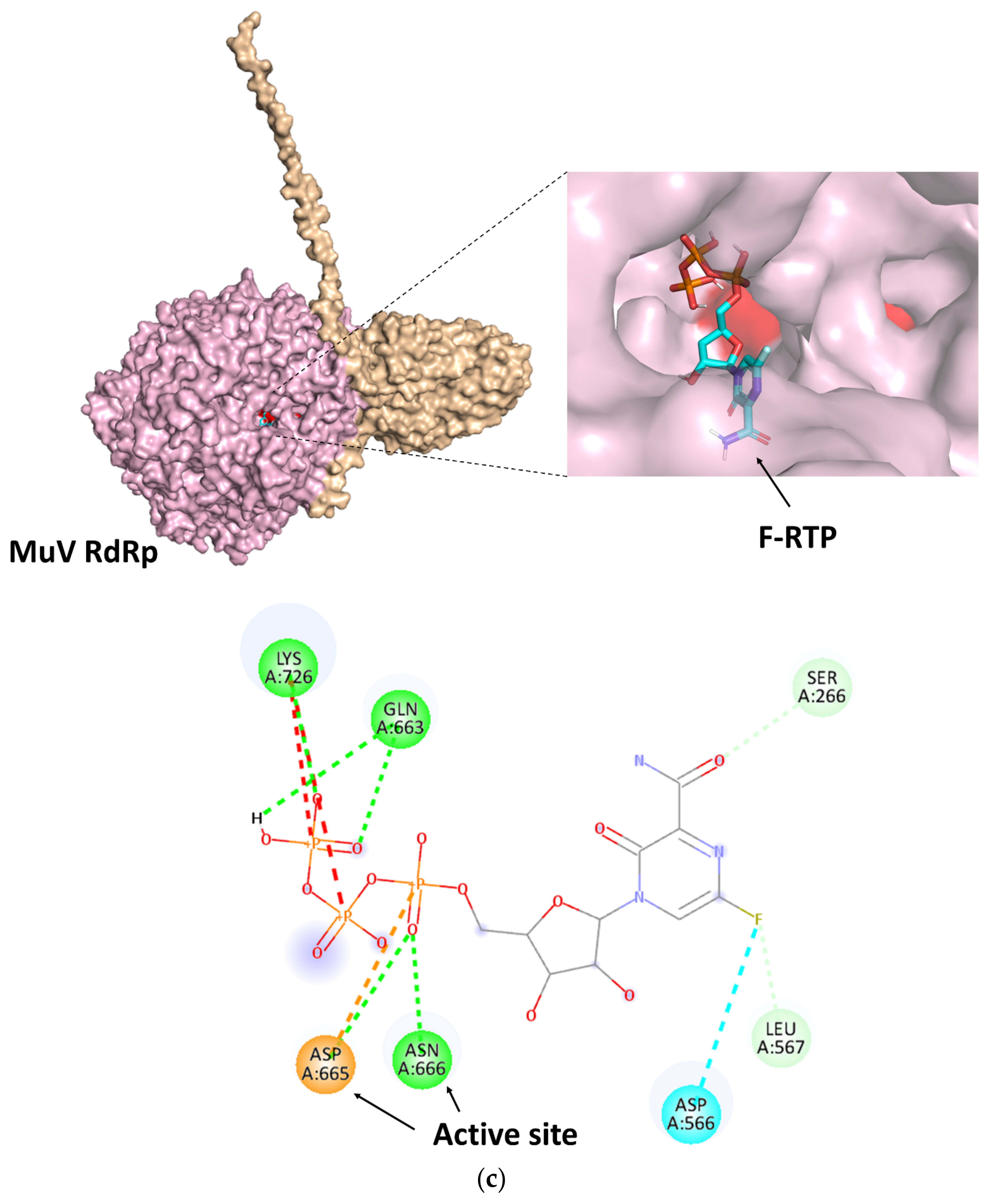 Viruses 14 00338 g002c