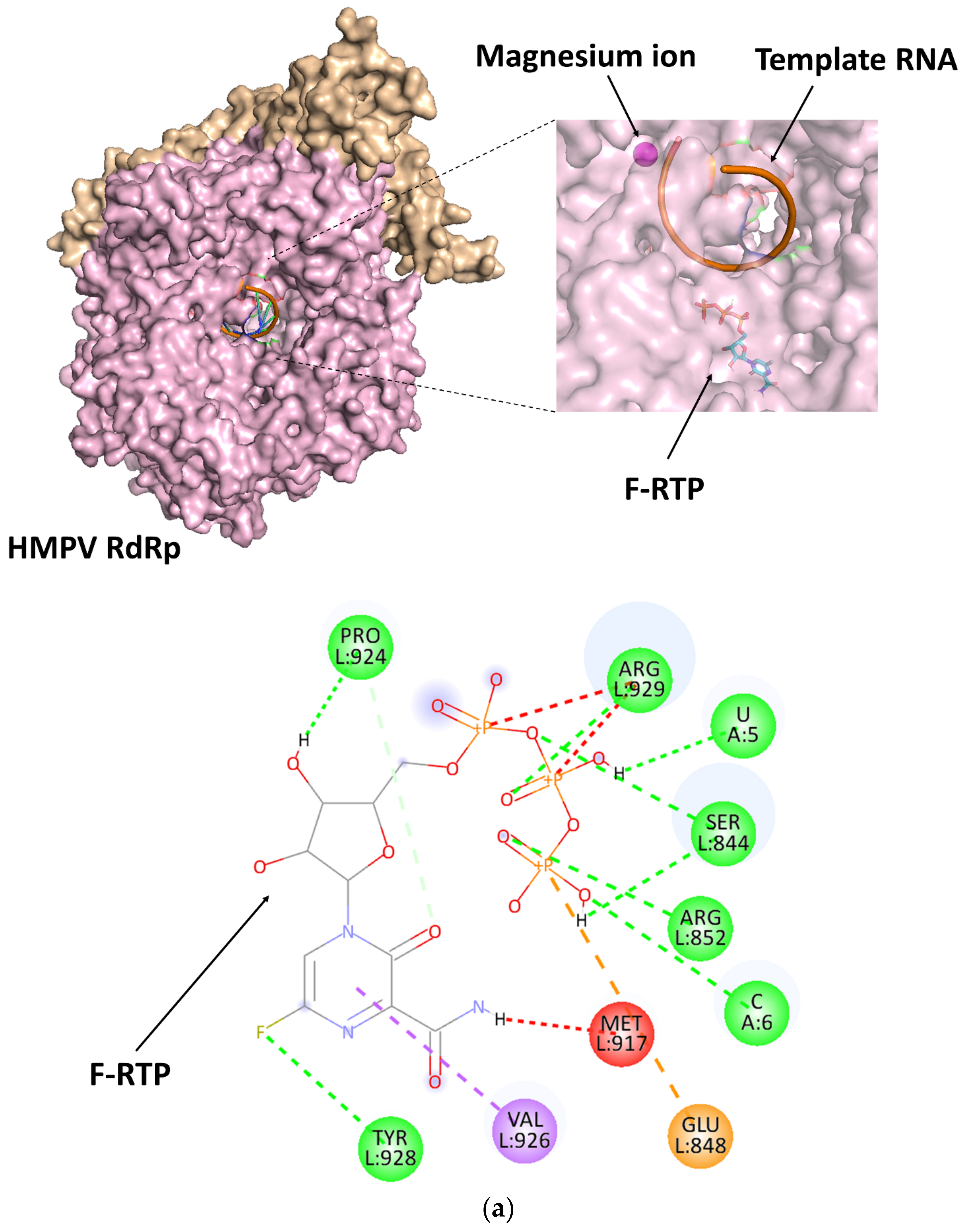 Viruses 14 00338 g003a