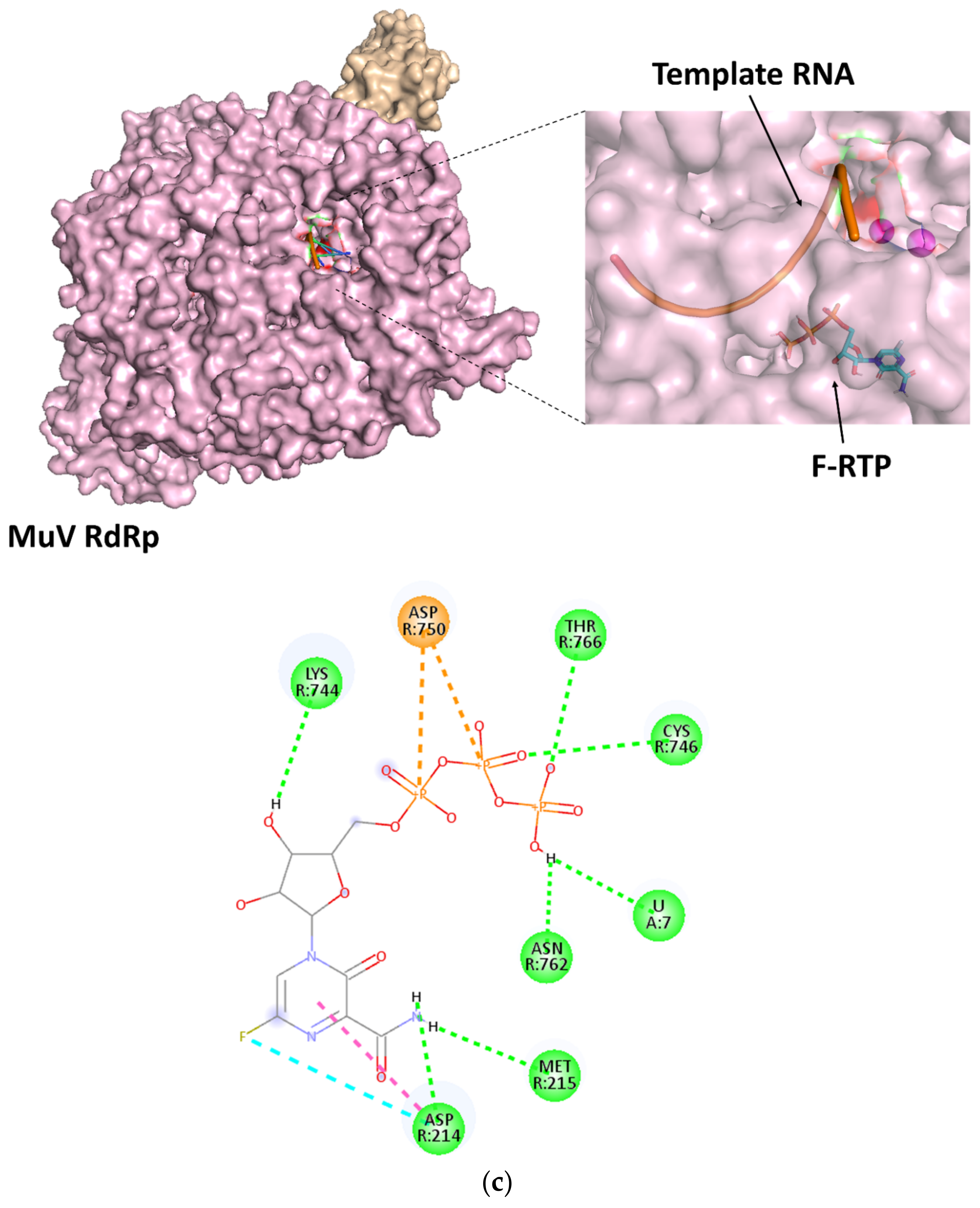 Viruses 14 00338 g003c