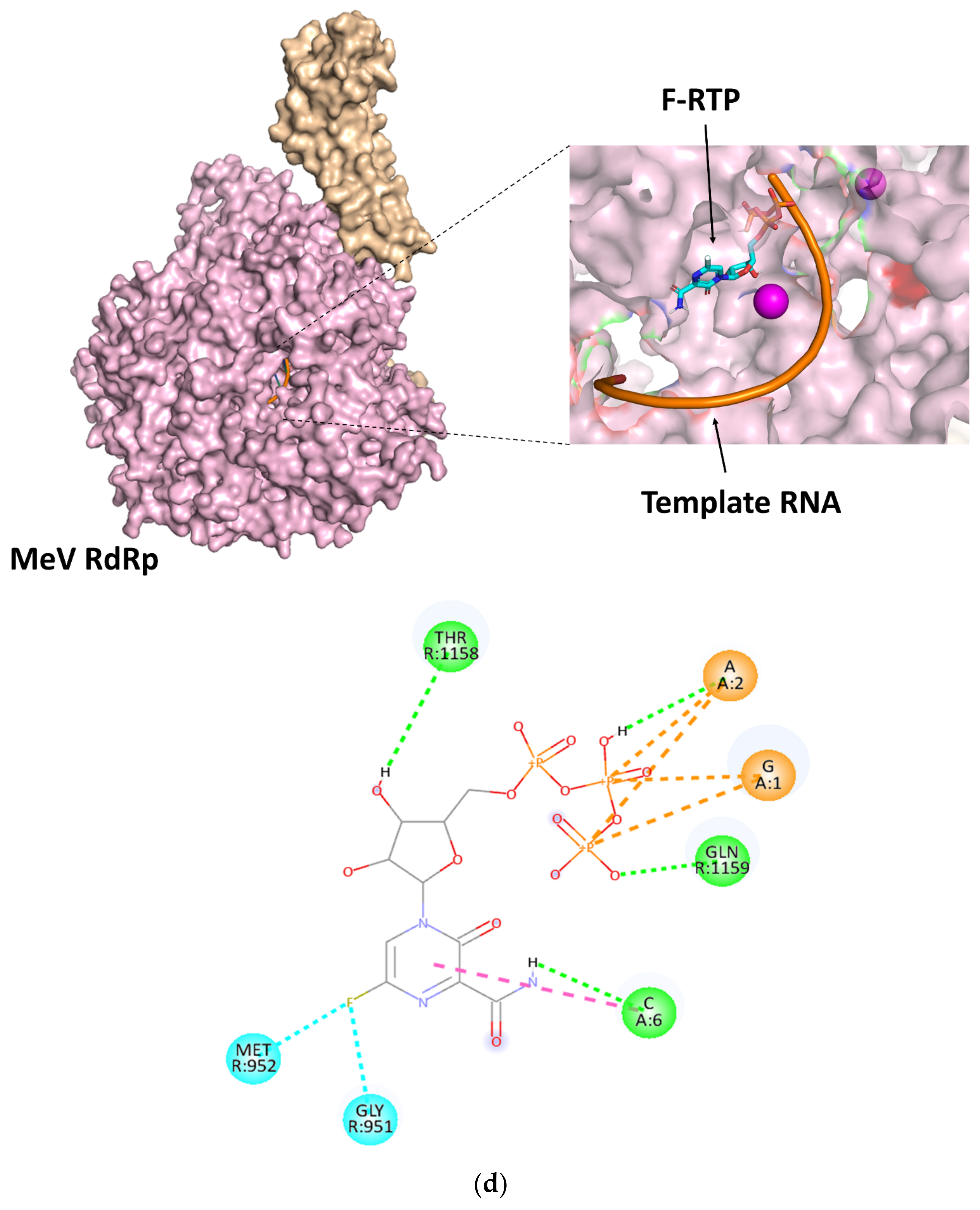 Viruses 14 00338 g003d