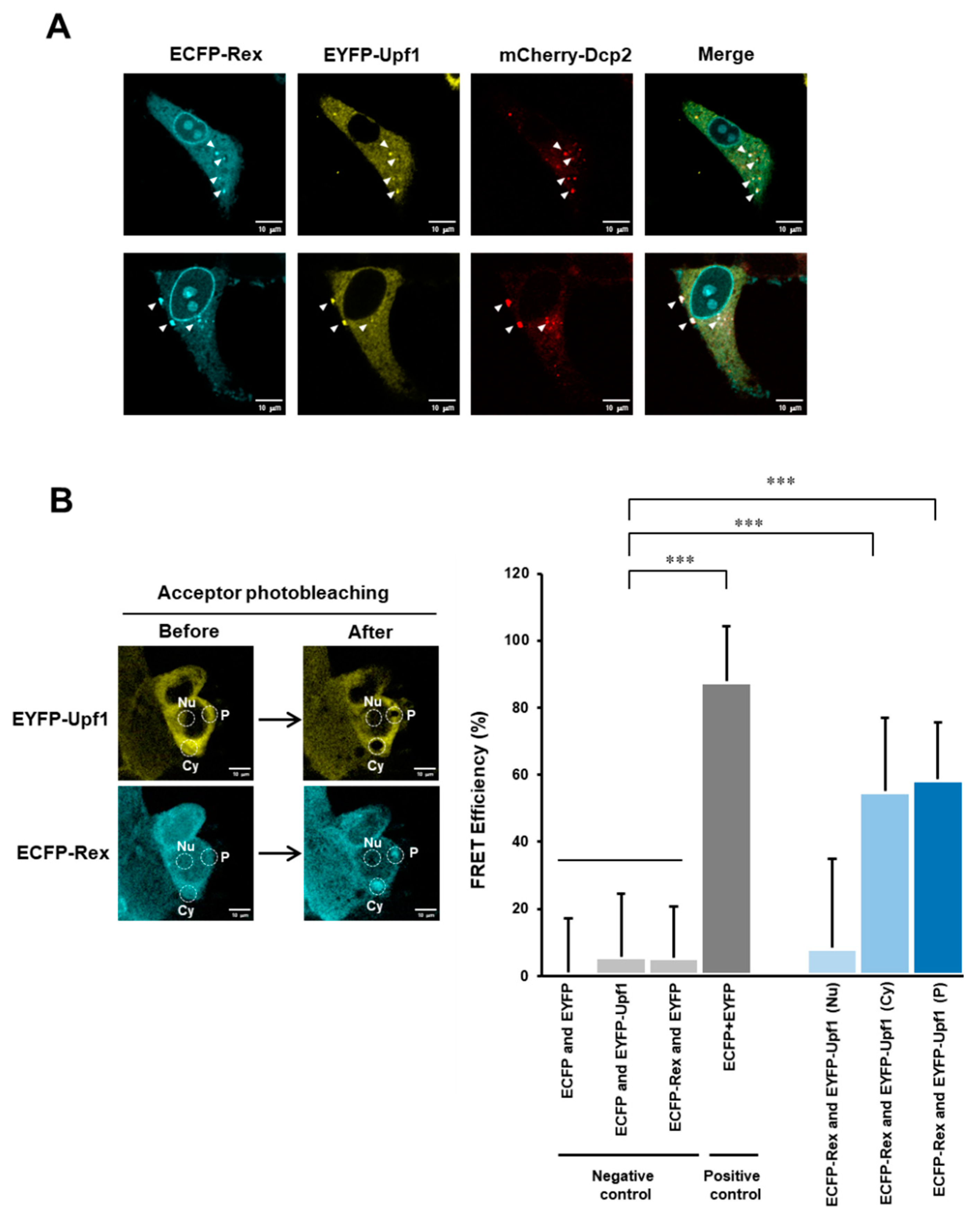 Viruses 14 00344 g006
