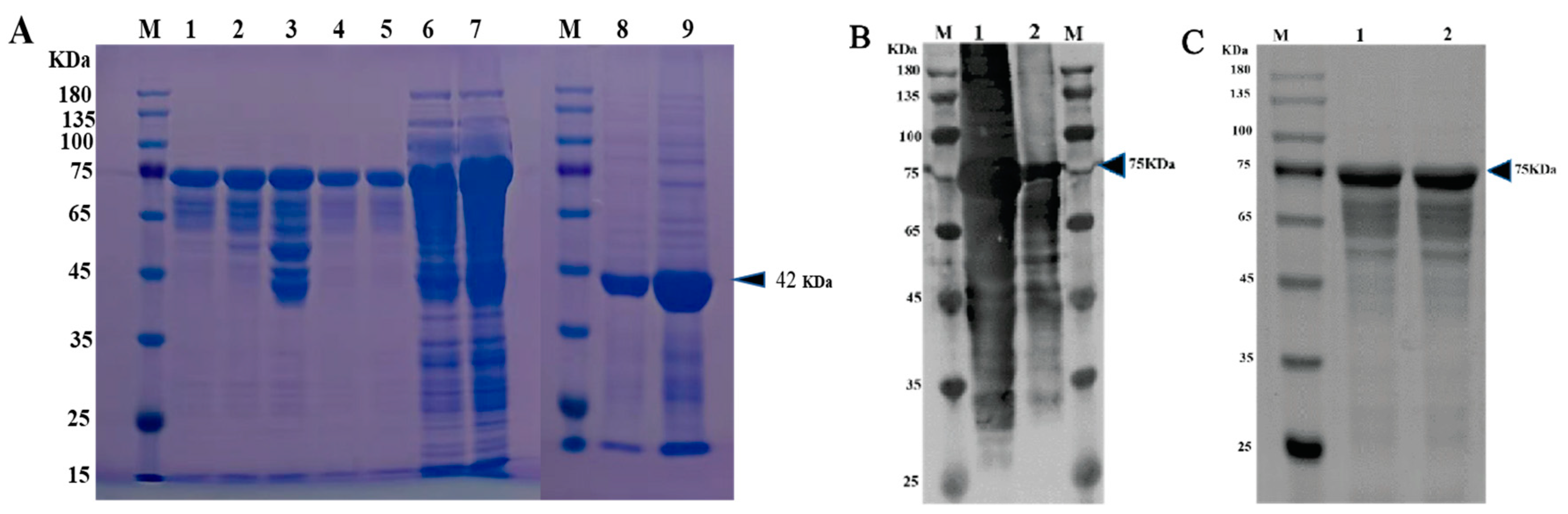 Viruses 14 00349 g003 Viruses 14 00349 g003