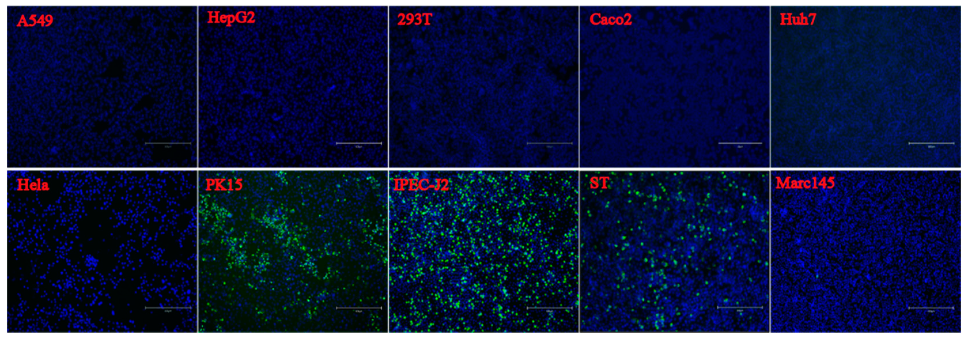 Viruses 14 00349 g005a Viruses 14 00349 g005a