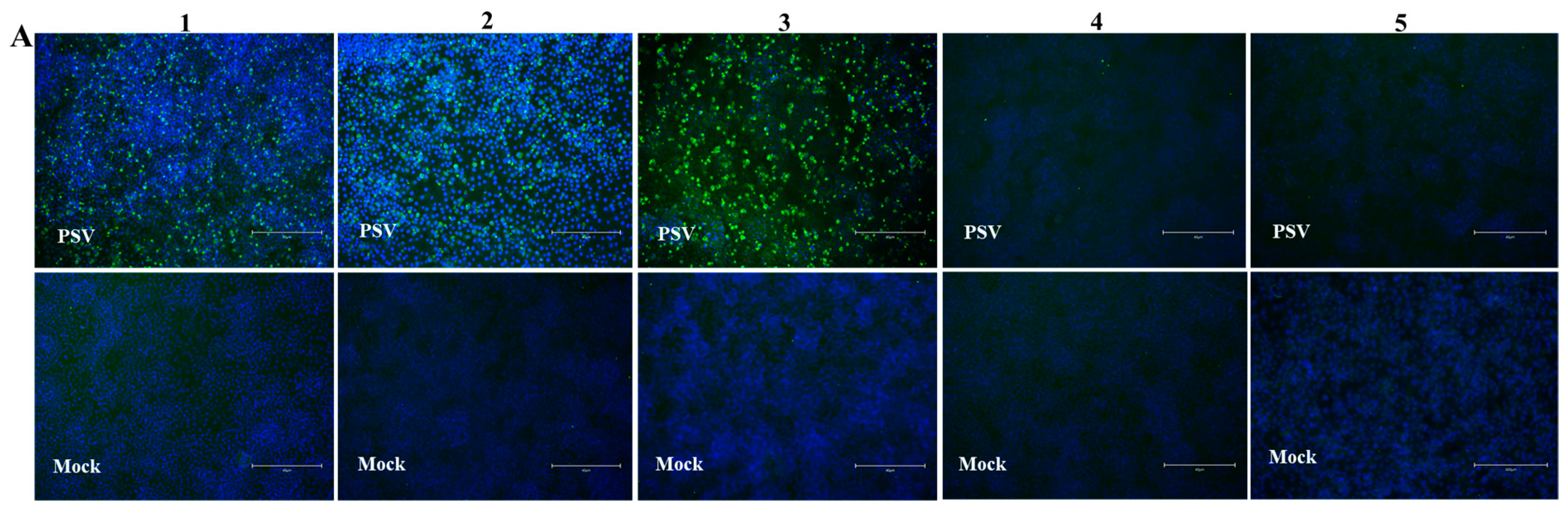Viruses 14 00349 g006a Viruses 14 00349 g006a