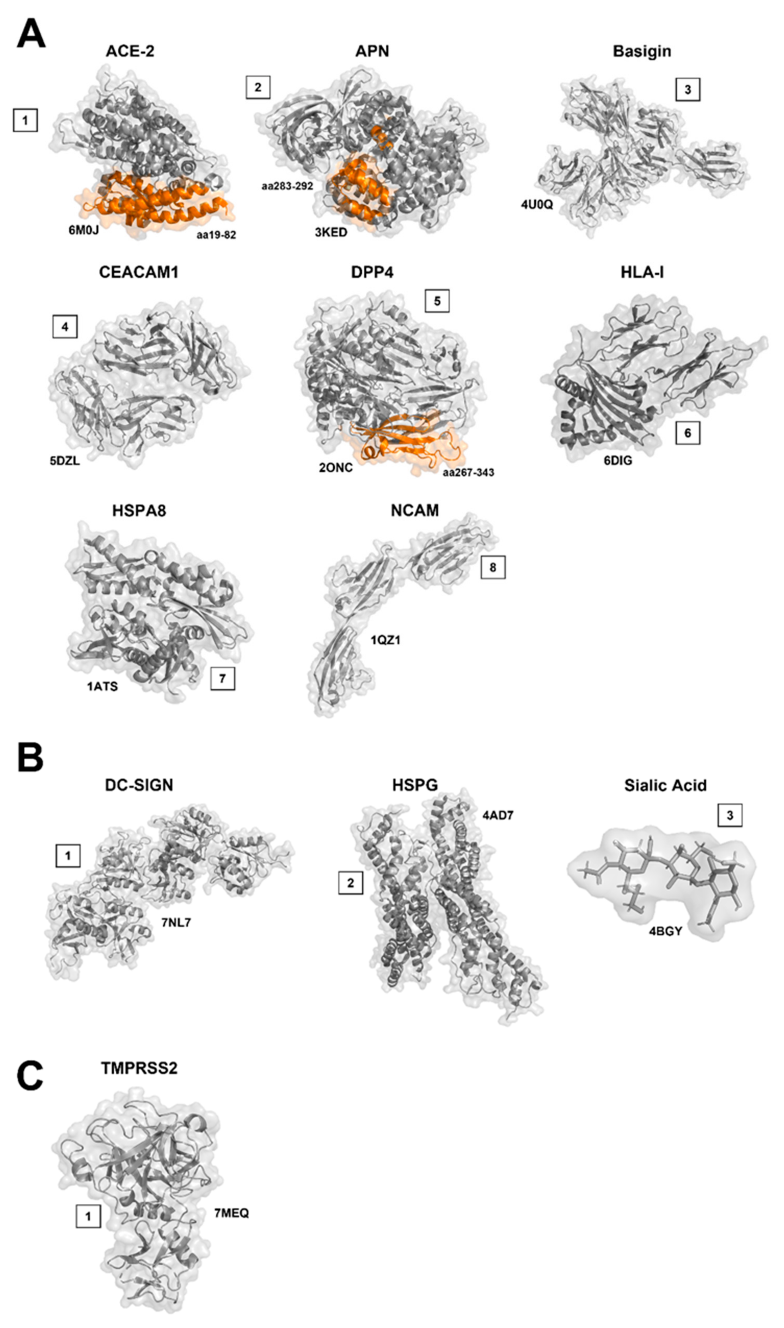Viruses 14 00351 g010 Viruses 14 00351 g010