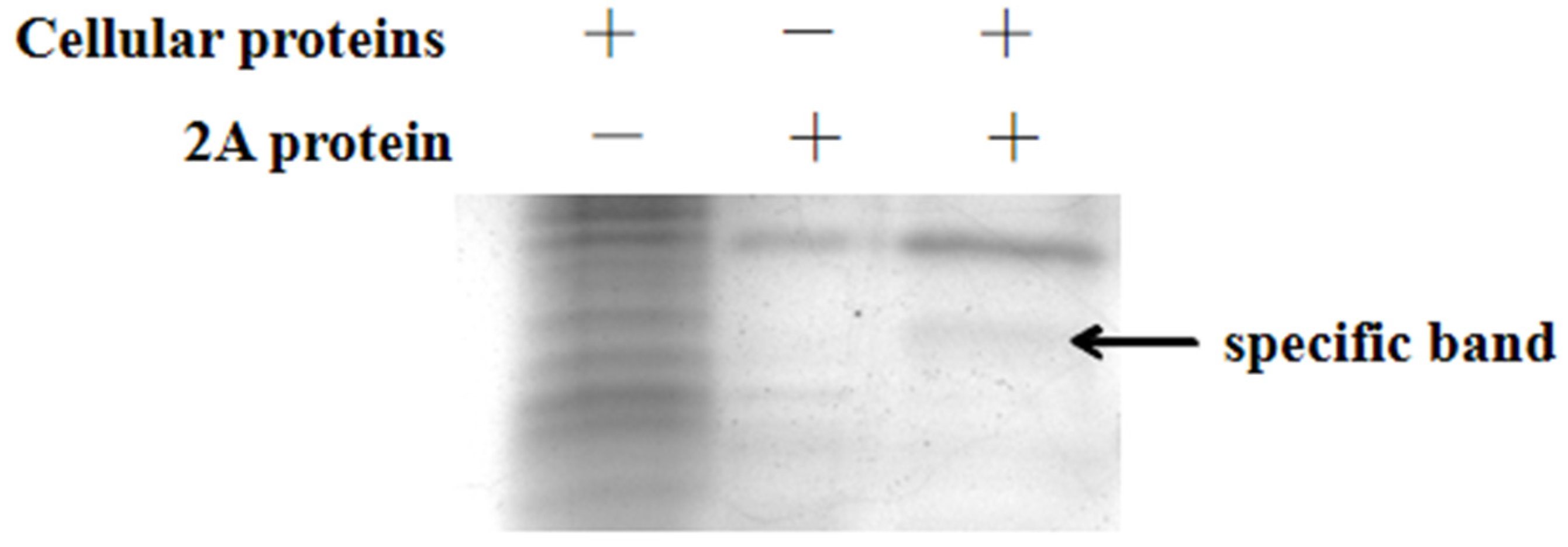 Viruses 14 00359 g002