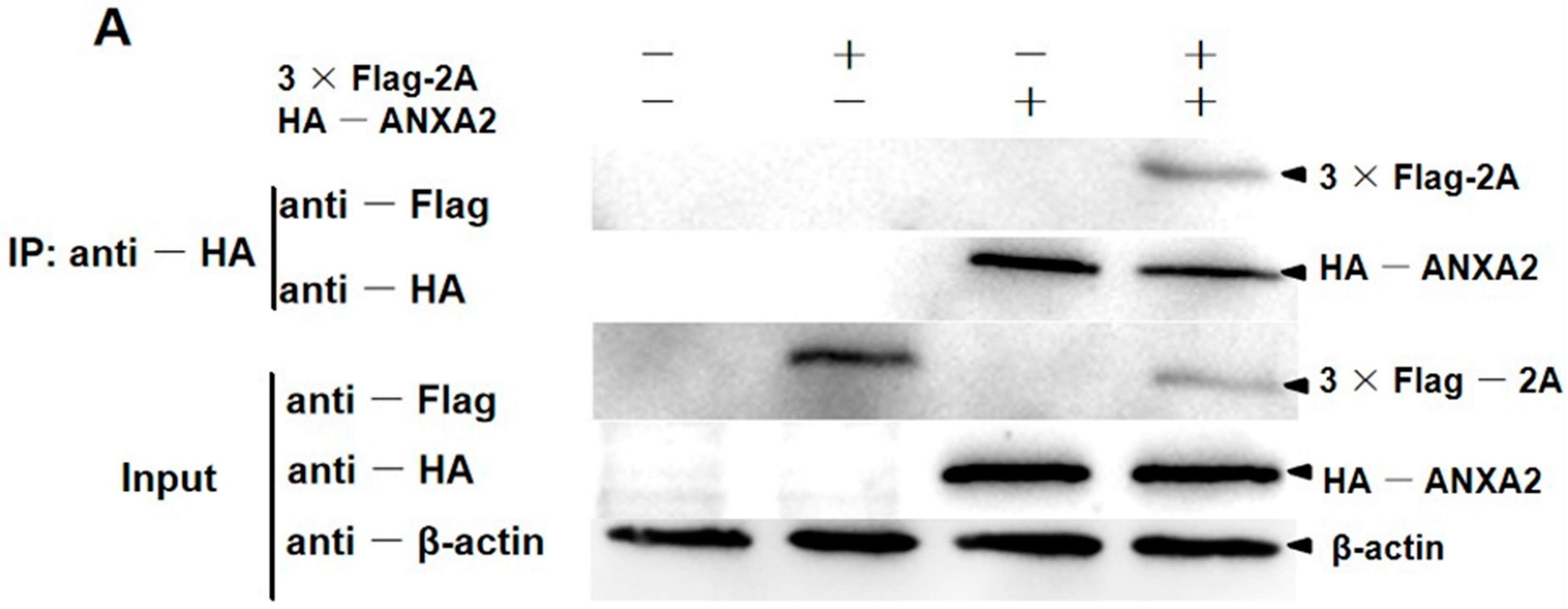 Viruses 14 00359 g003a
