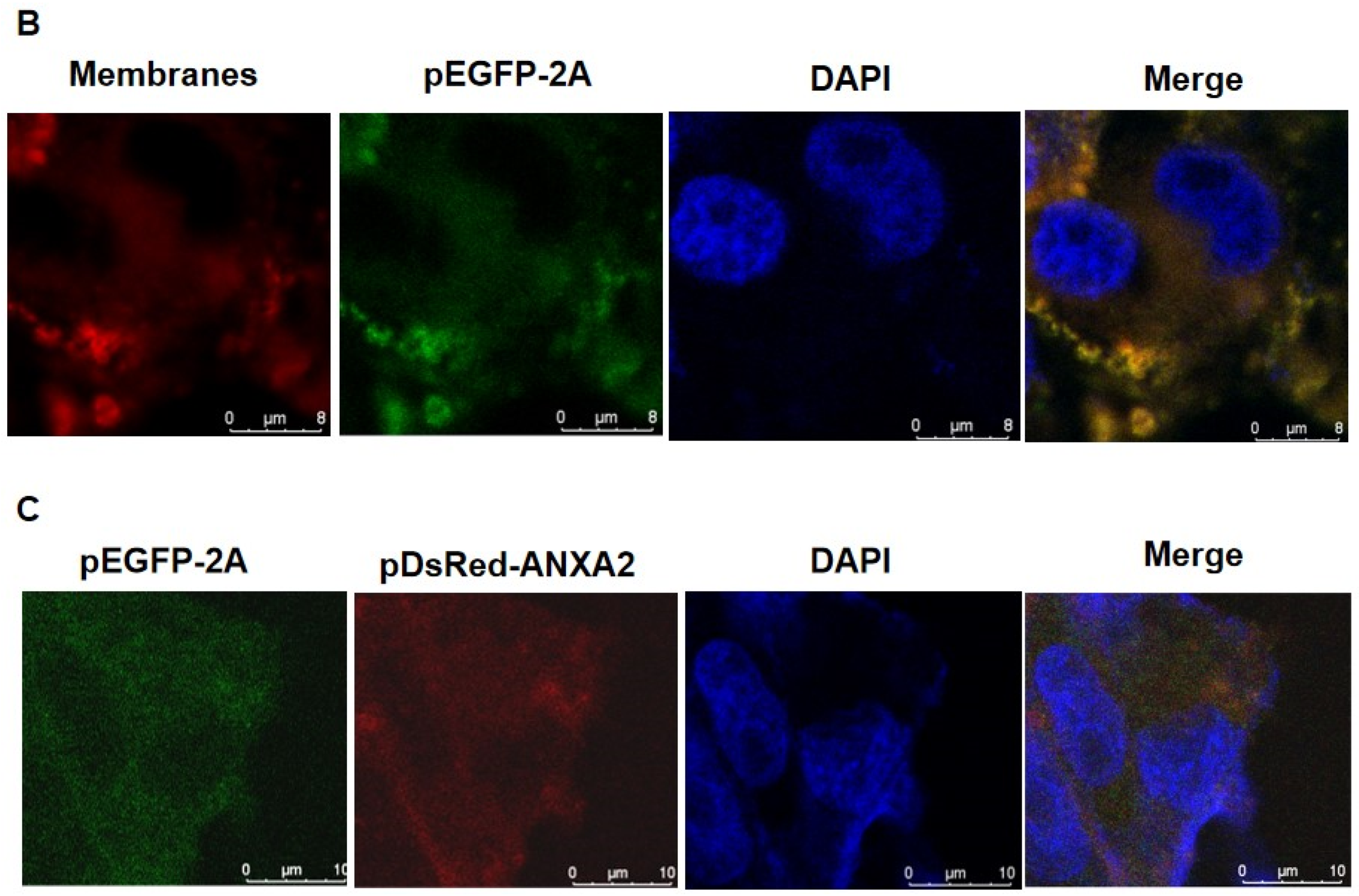 Viruses 14 00359 g003b