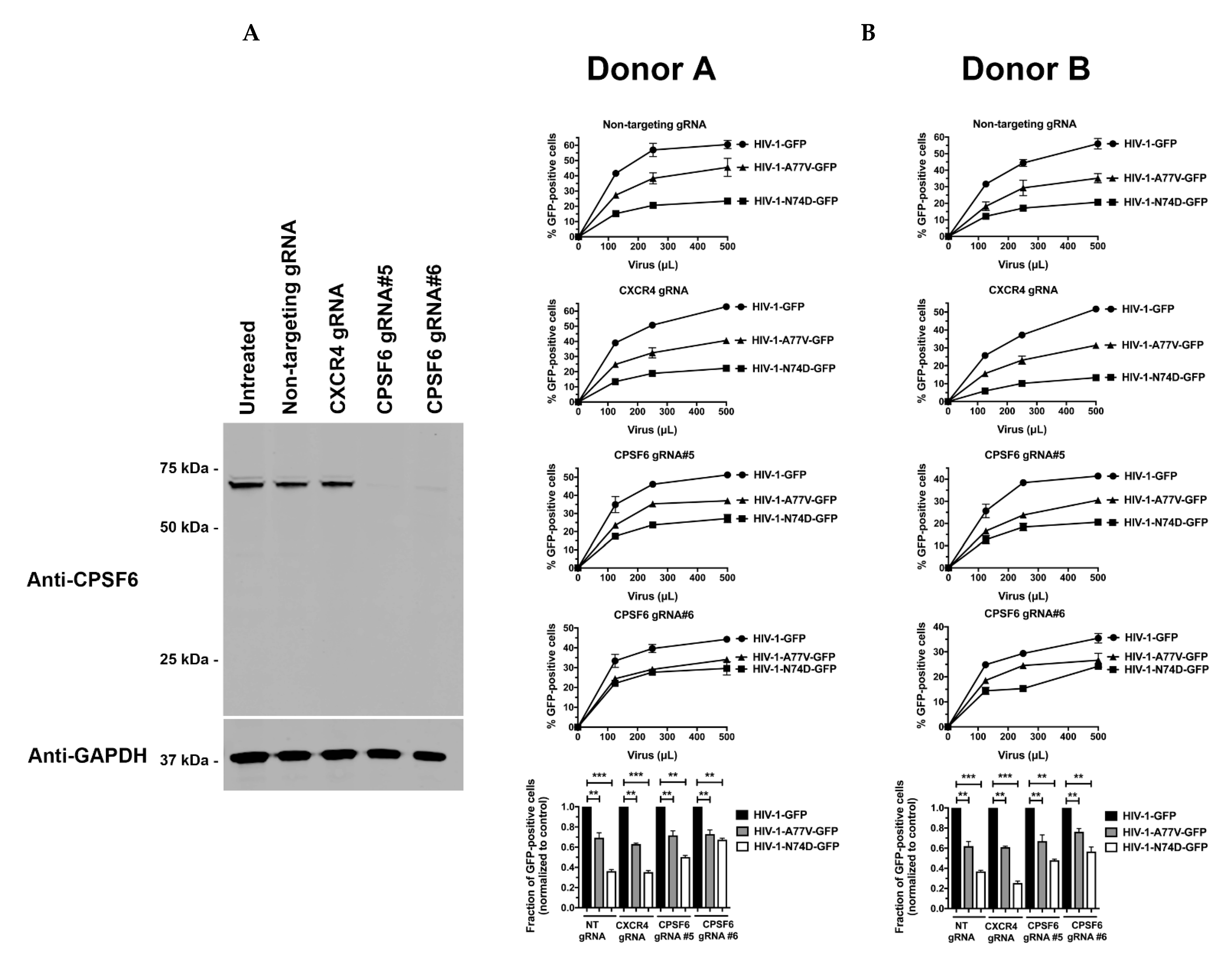 Viruses 14 00363 g003
