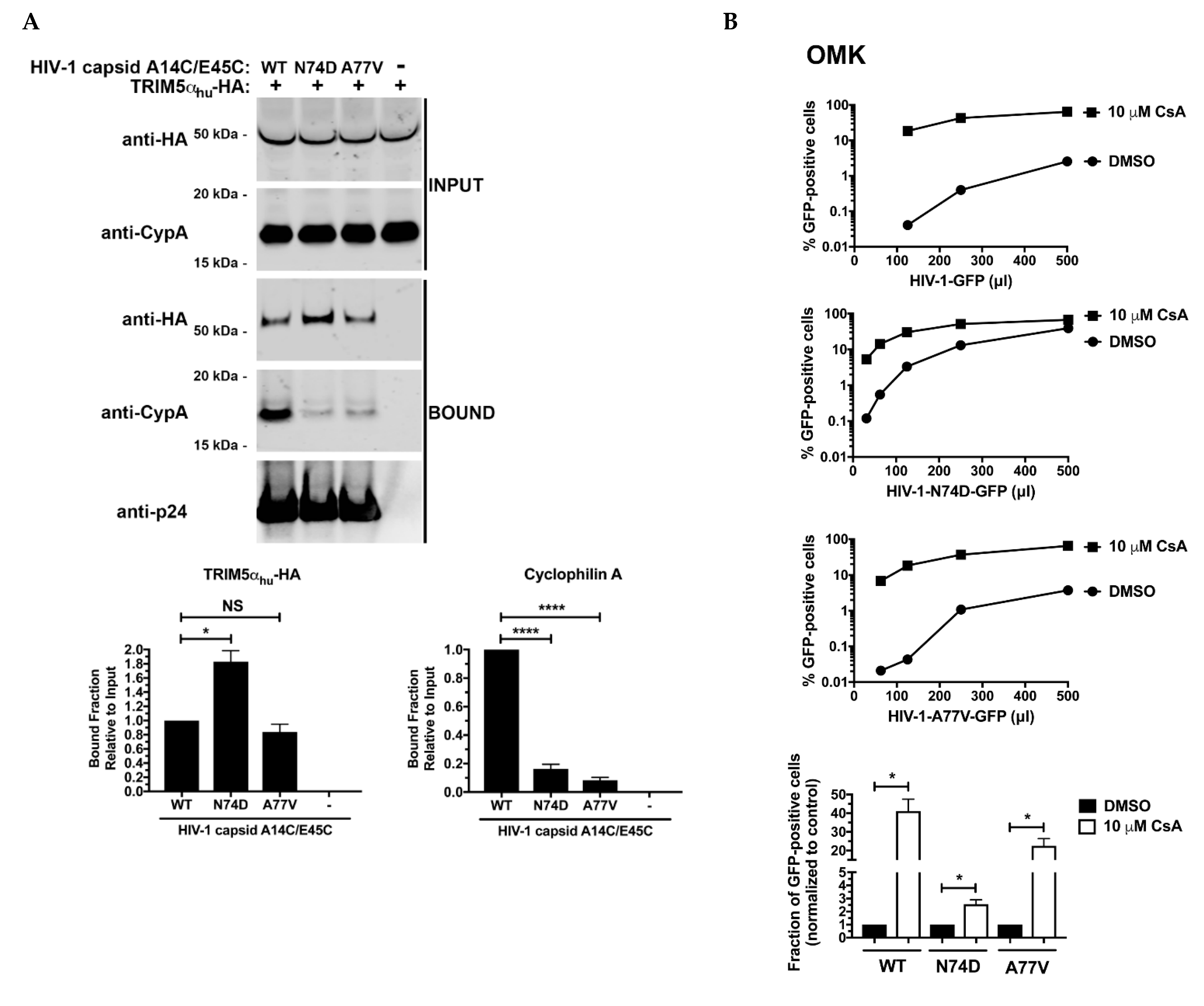 Viruses 14 00363 g005a
