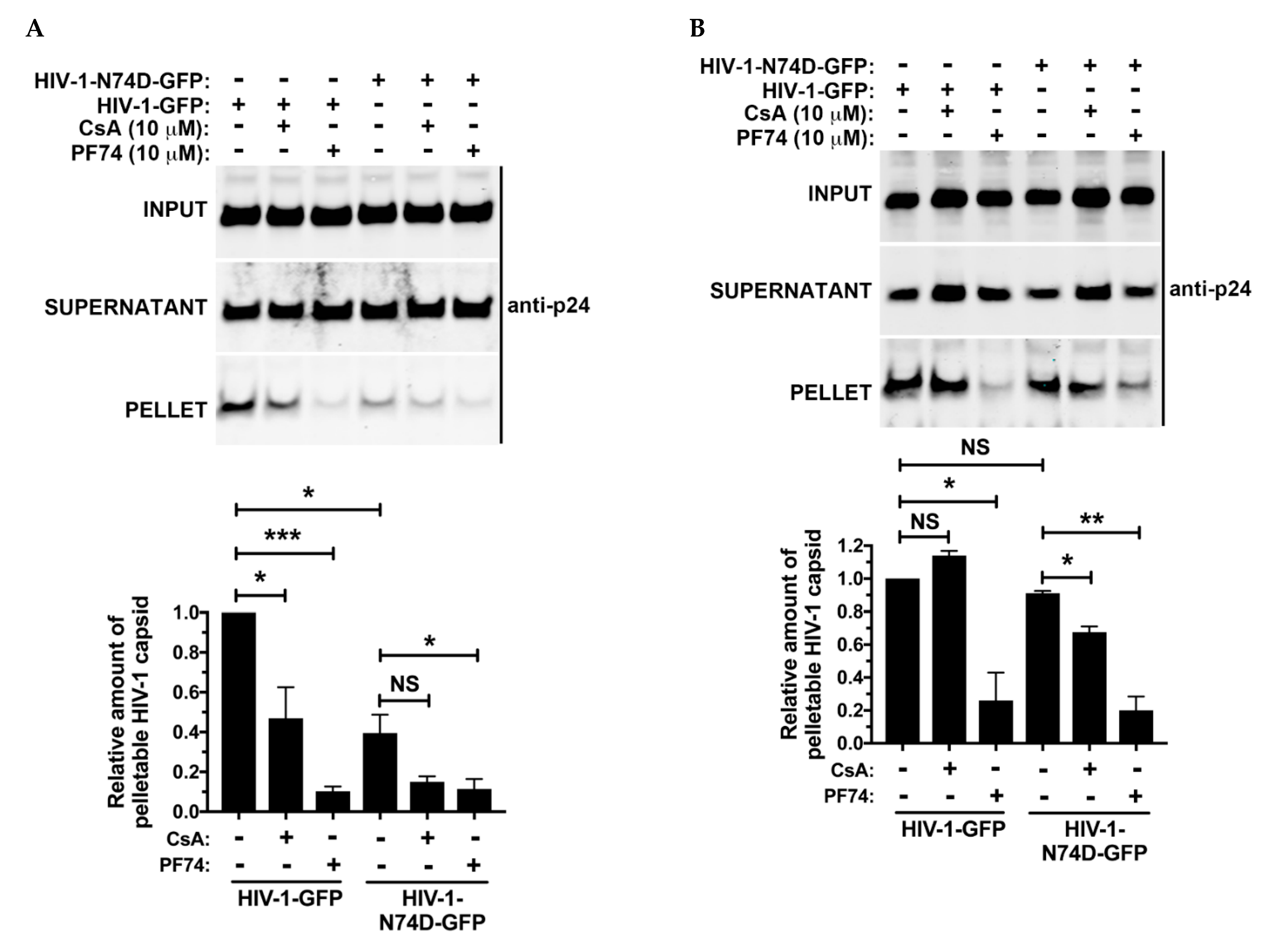 Viruses 14 00363 g006