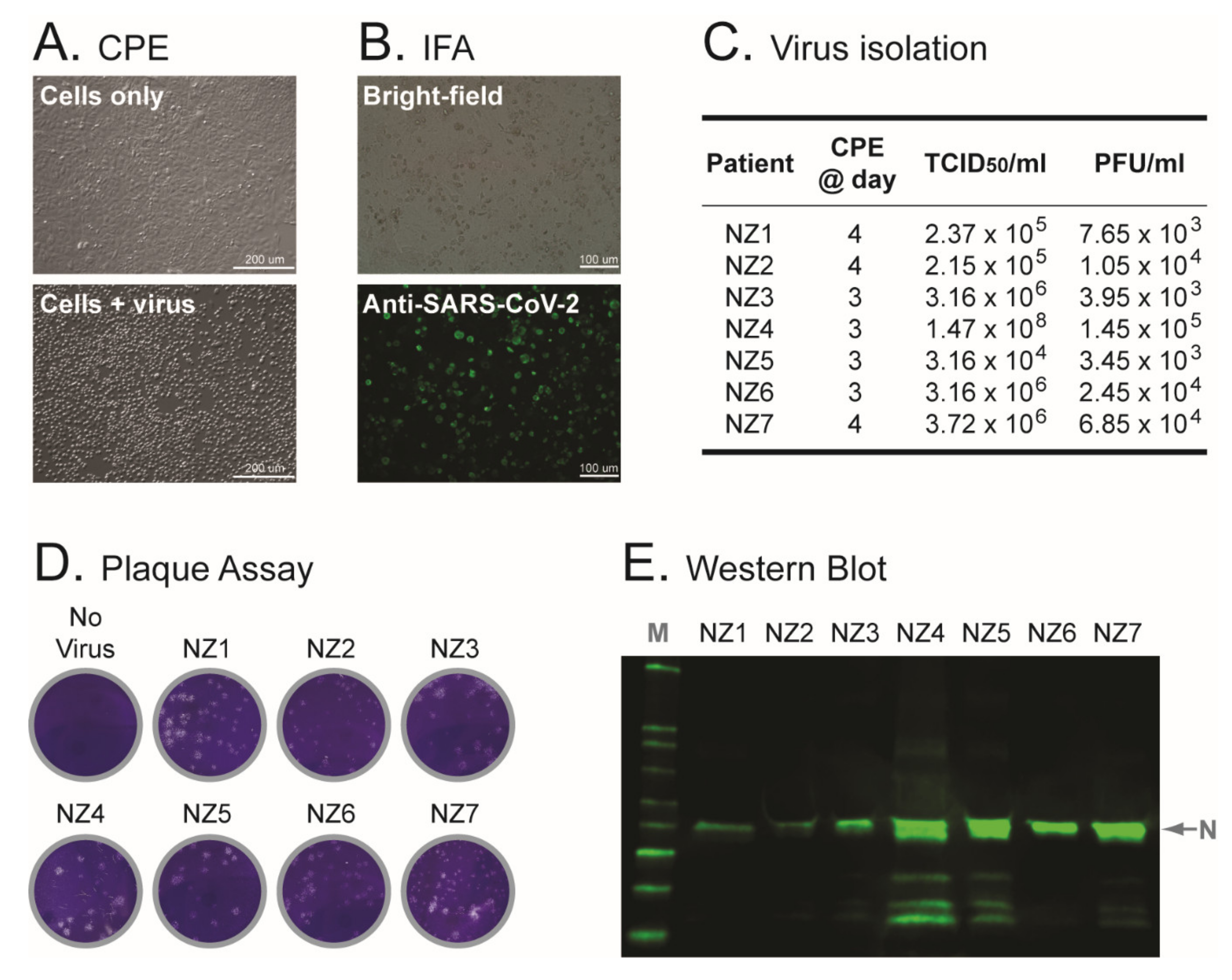 Viruses 14 00366 g002