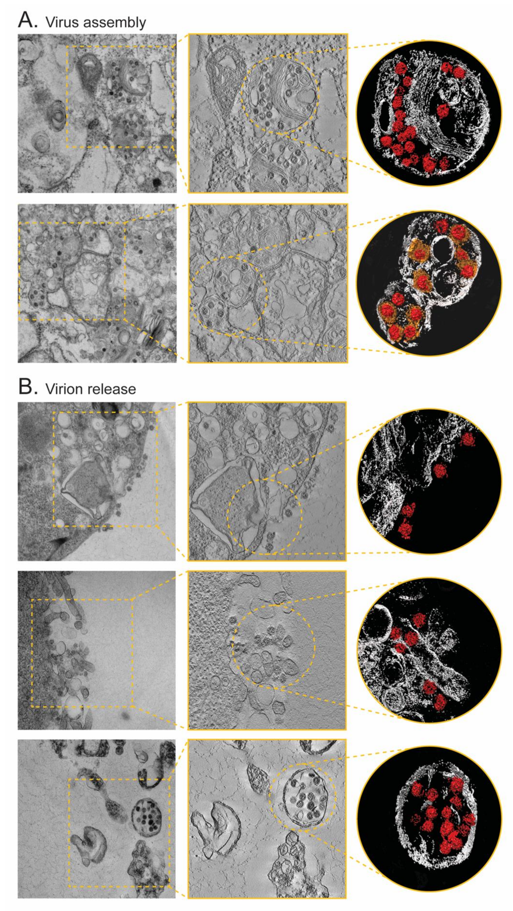 Viruses 14 00366 g003