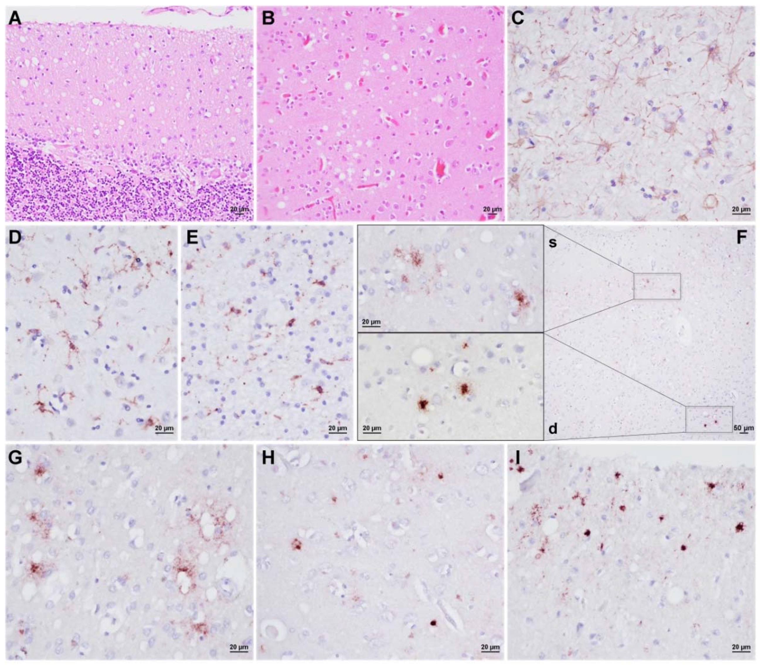 Viruses 14 00367 g001