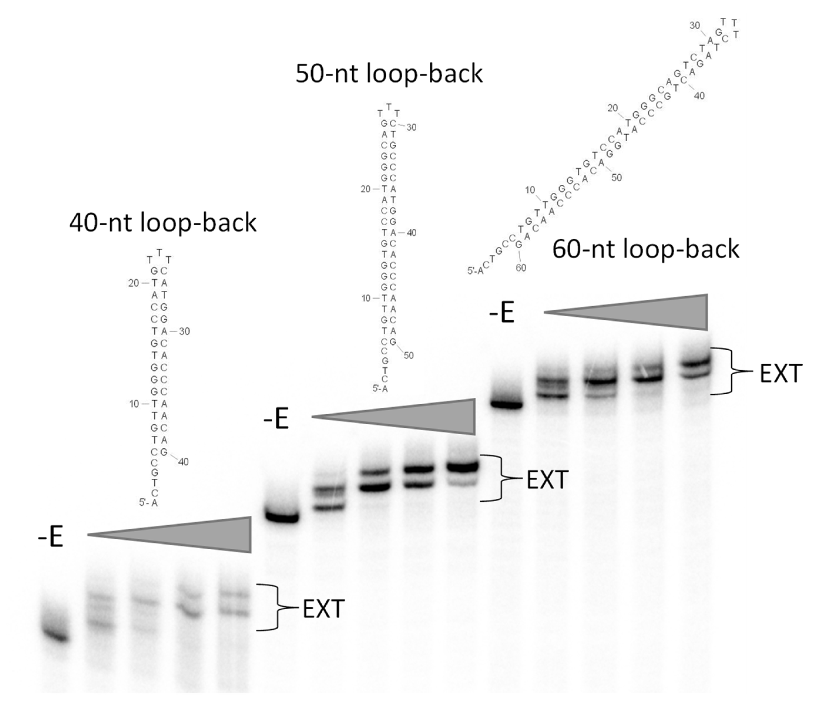 Viruses 14 00369 g005