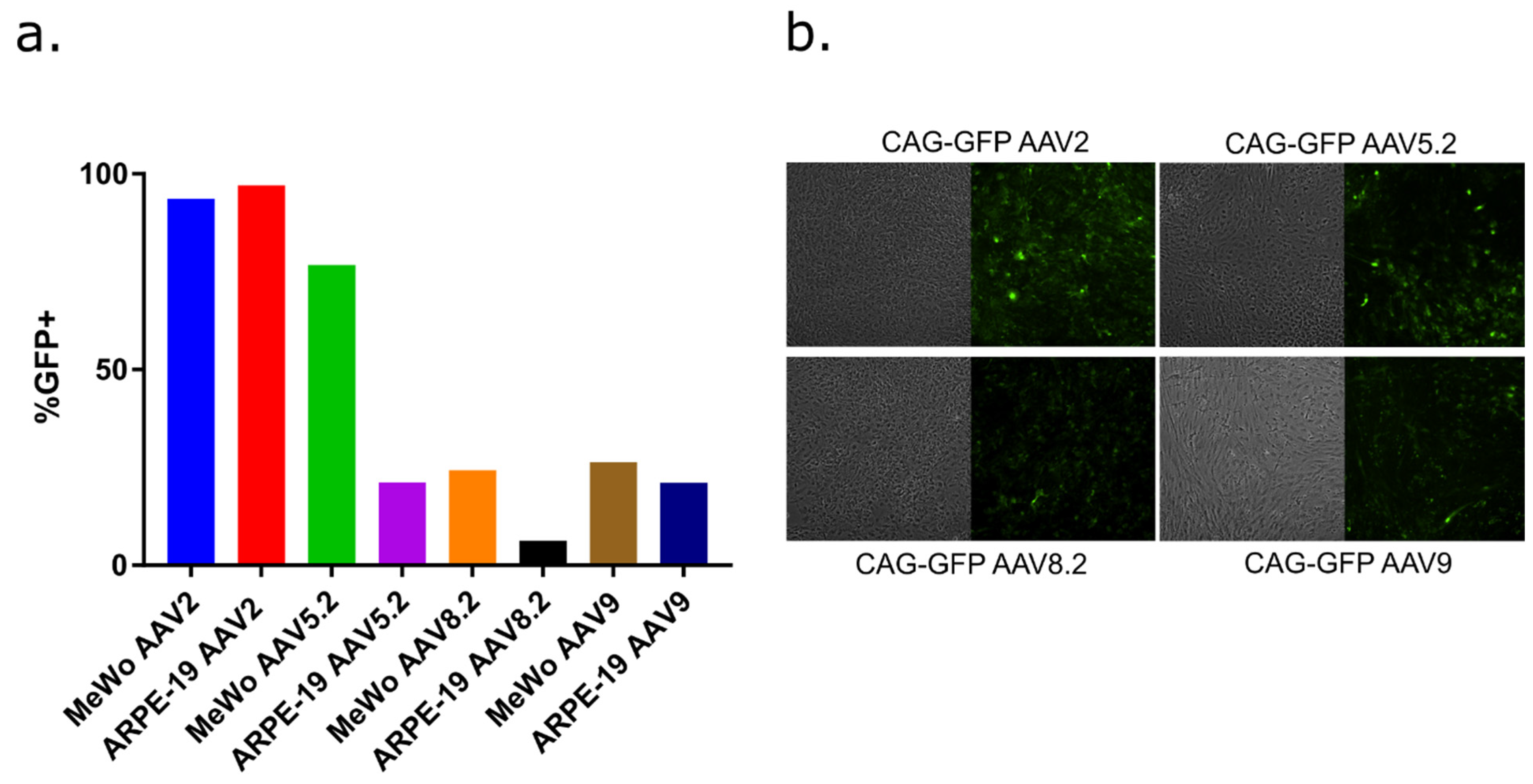 Viruses 14 00378 g002
