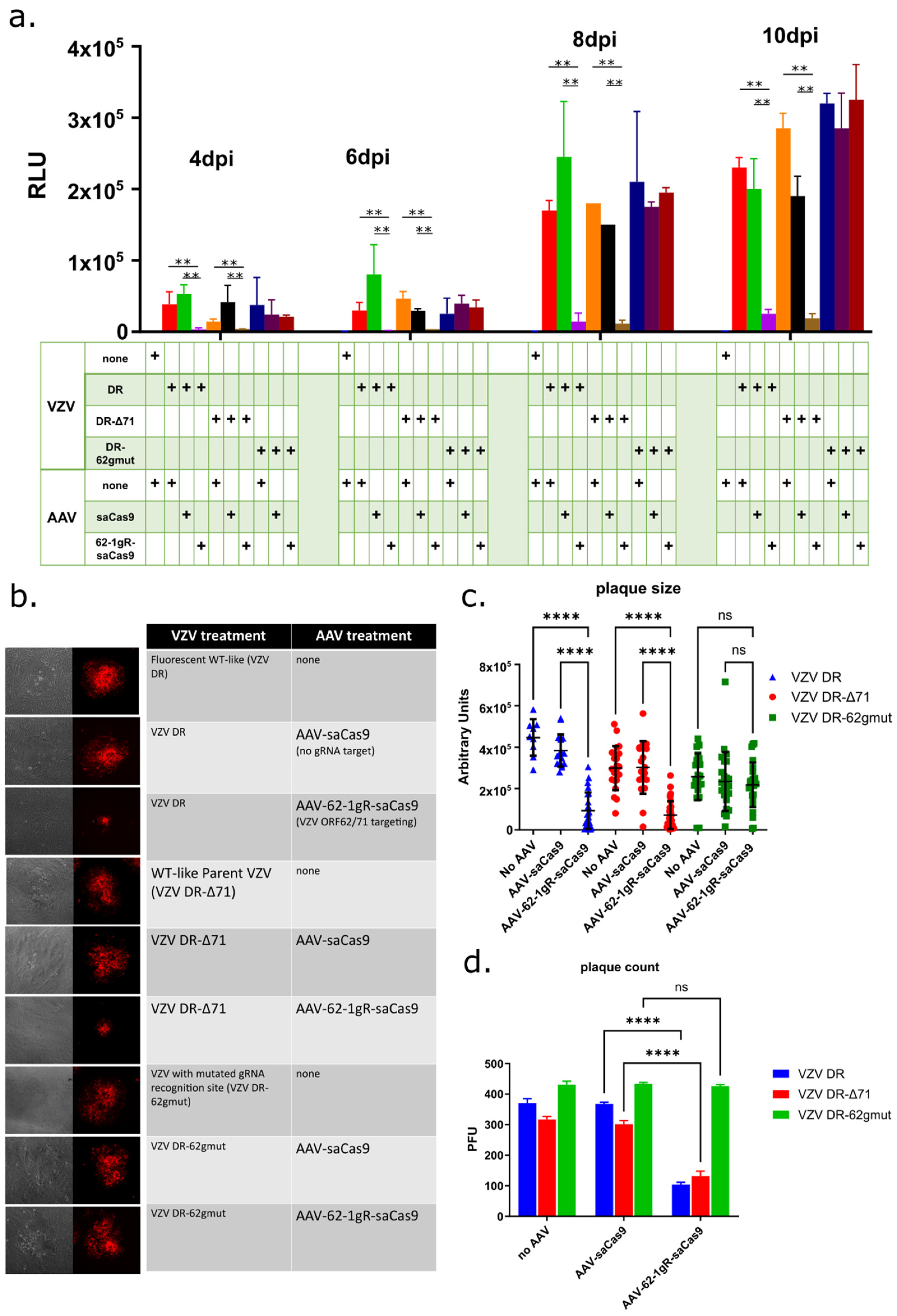 Viruses 14 00378 g003