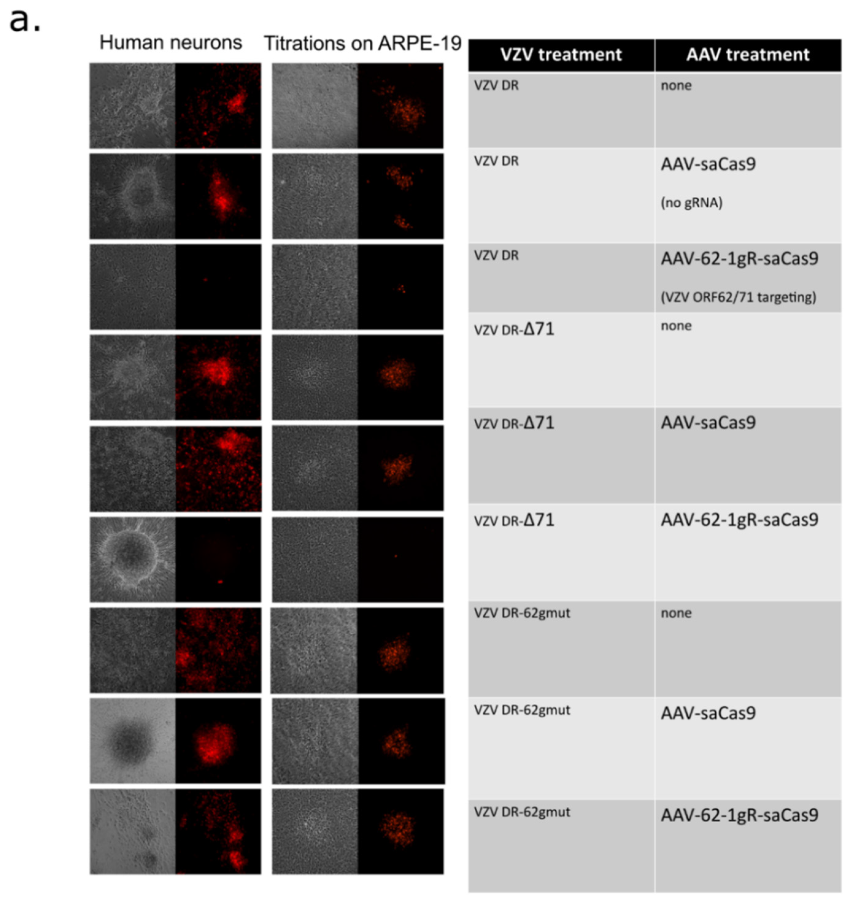 Viruses 14 00378 g005a