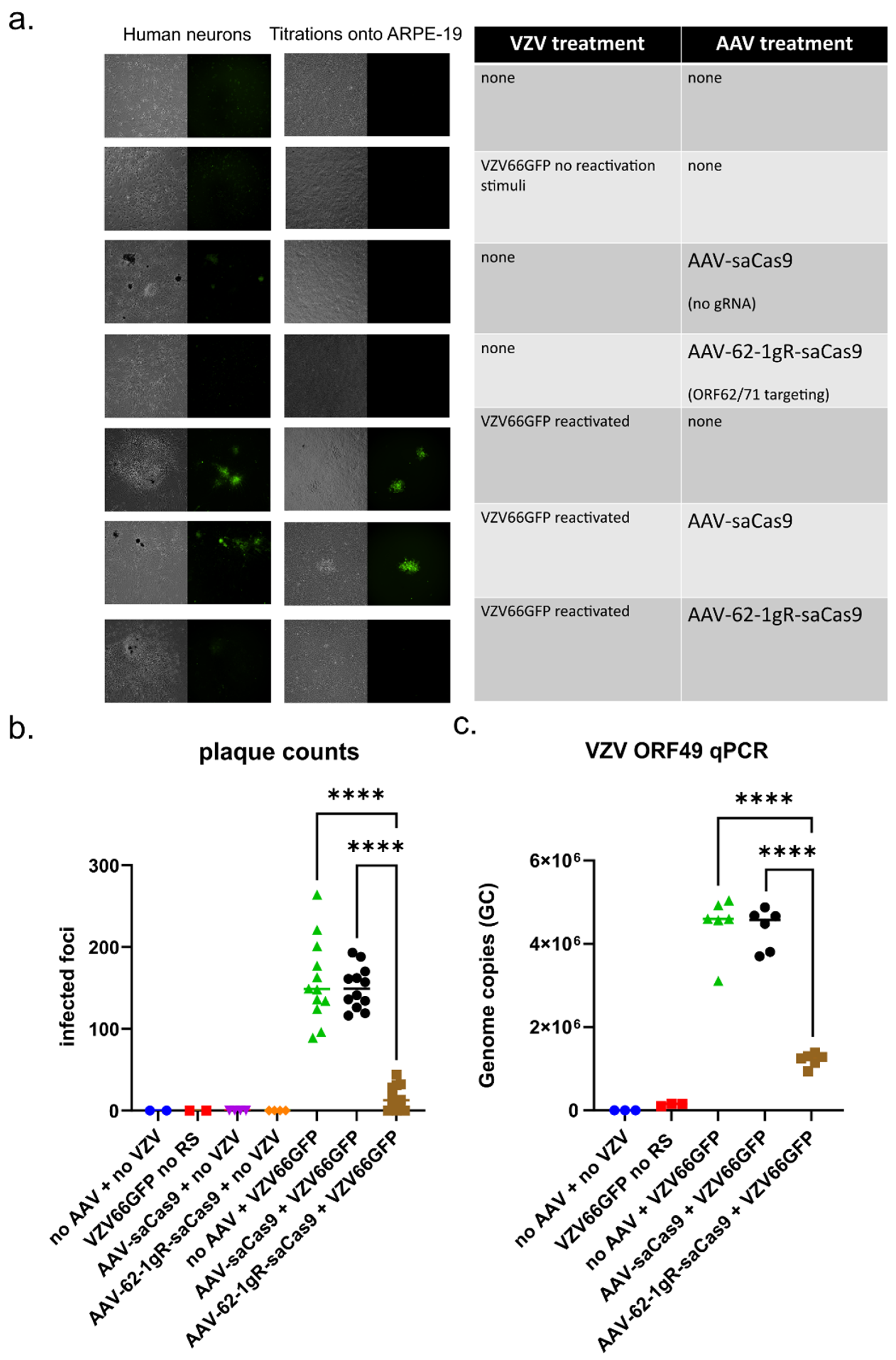 Viruses 14 00378 g006
