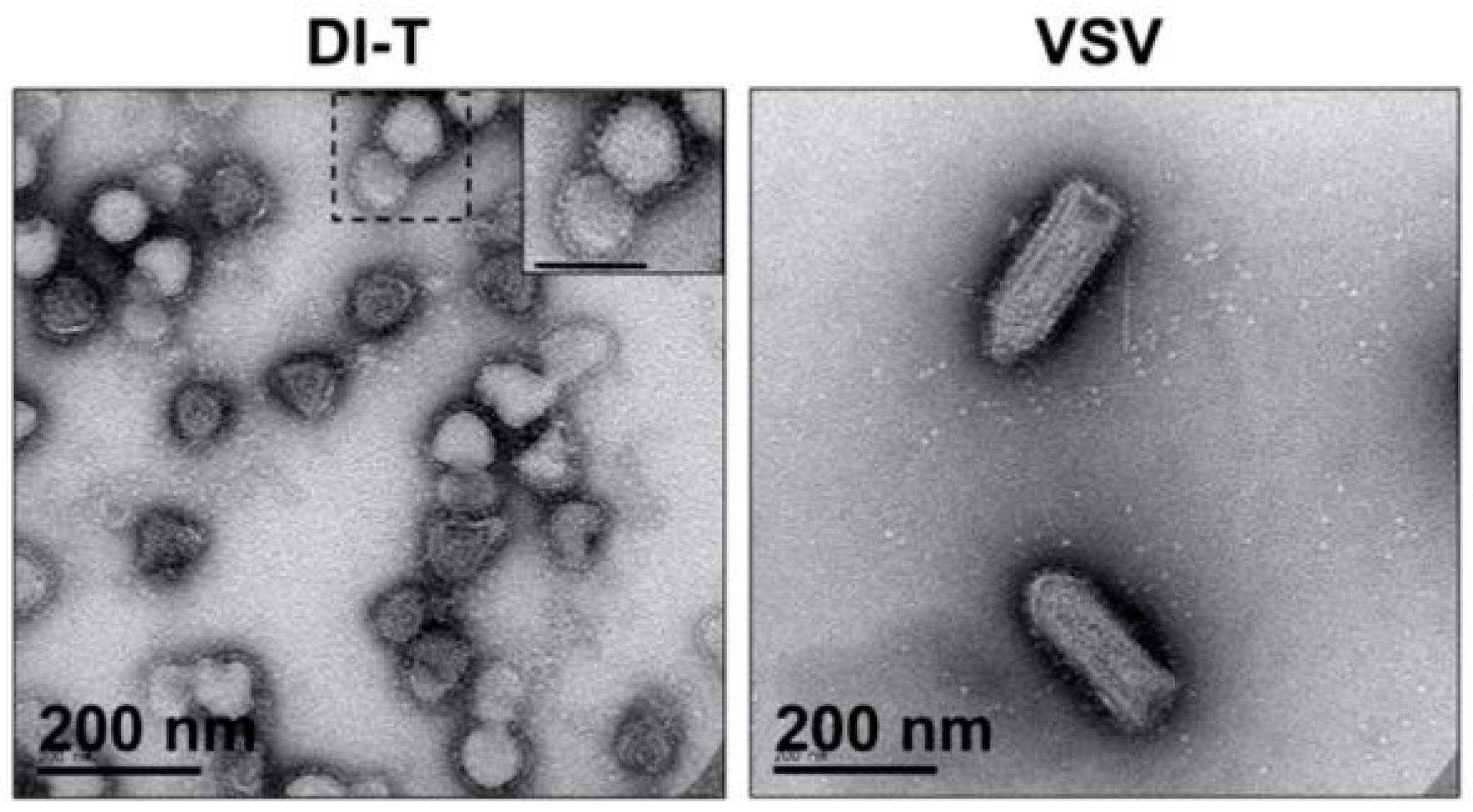 Viruses 14 00383 g001 Viruses 14 00383 g001