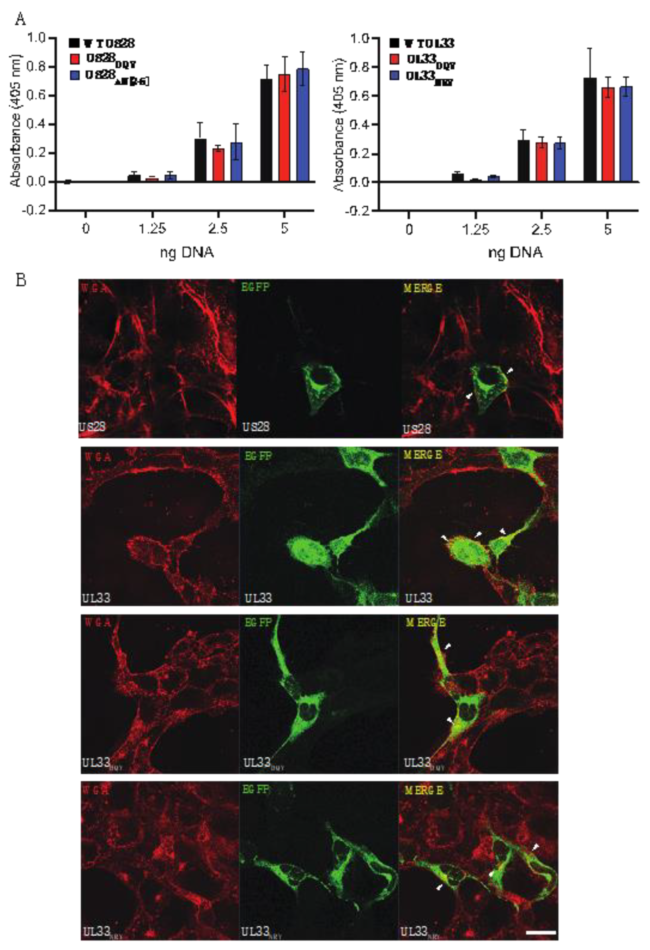 Viruses 14 00391 g001