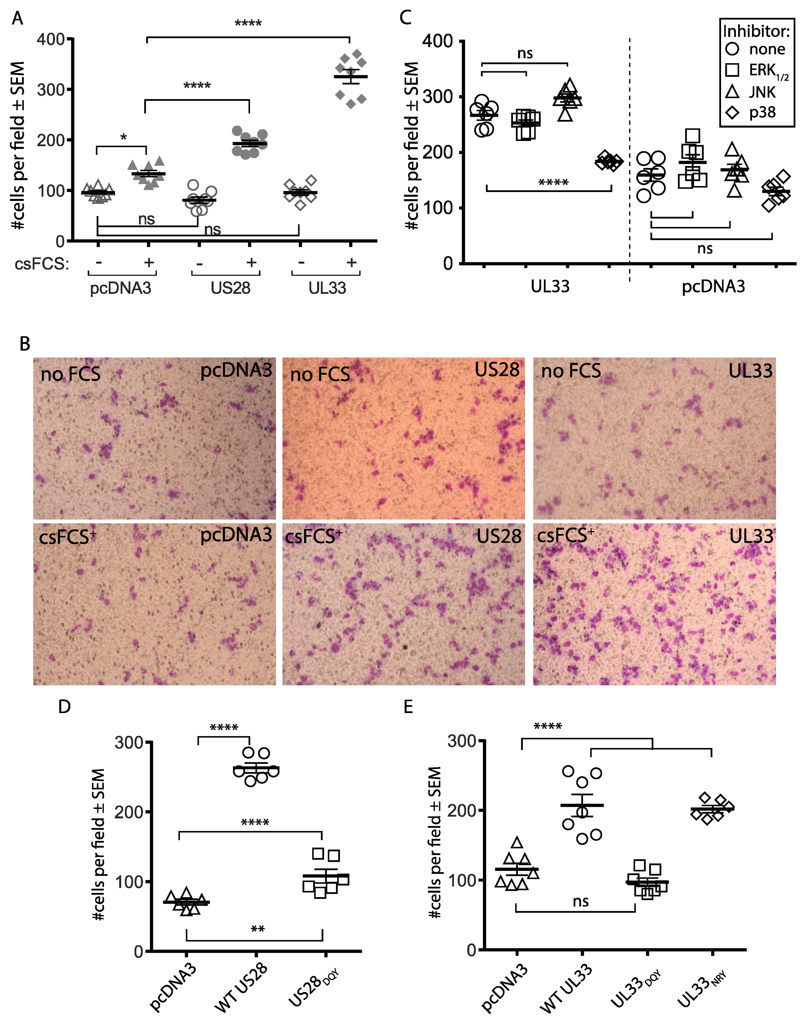 Viruses 14 00391 g006