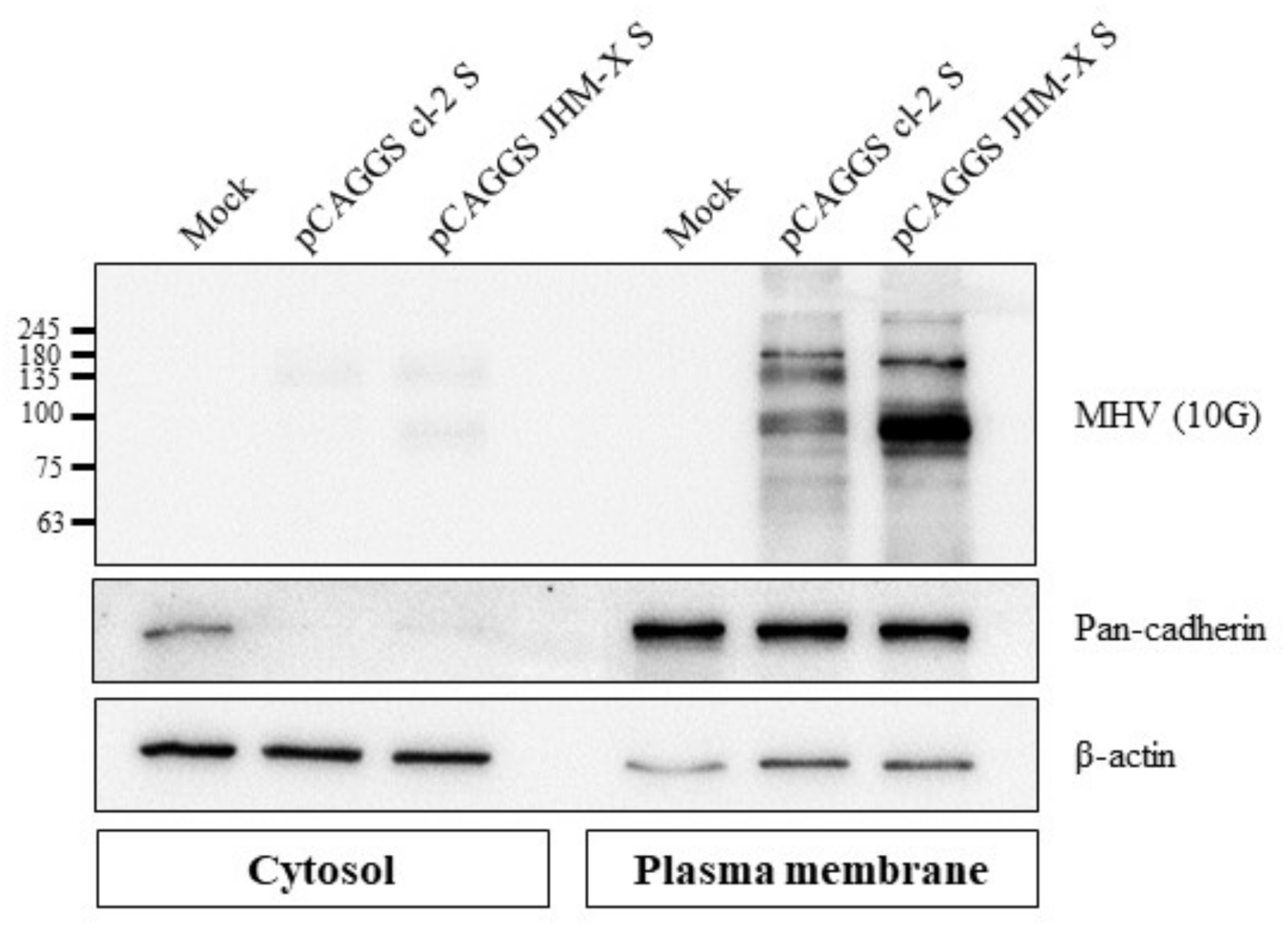 Viruses 14 00398 g005