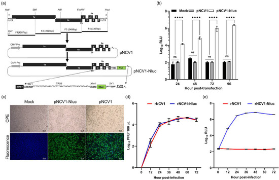 Viruses 14 00400 g001 550