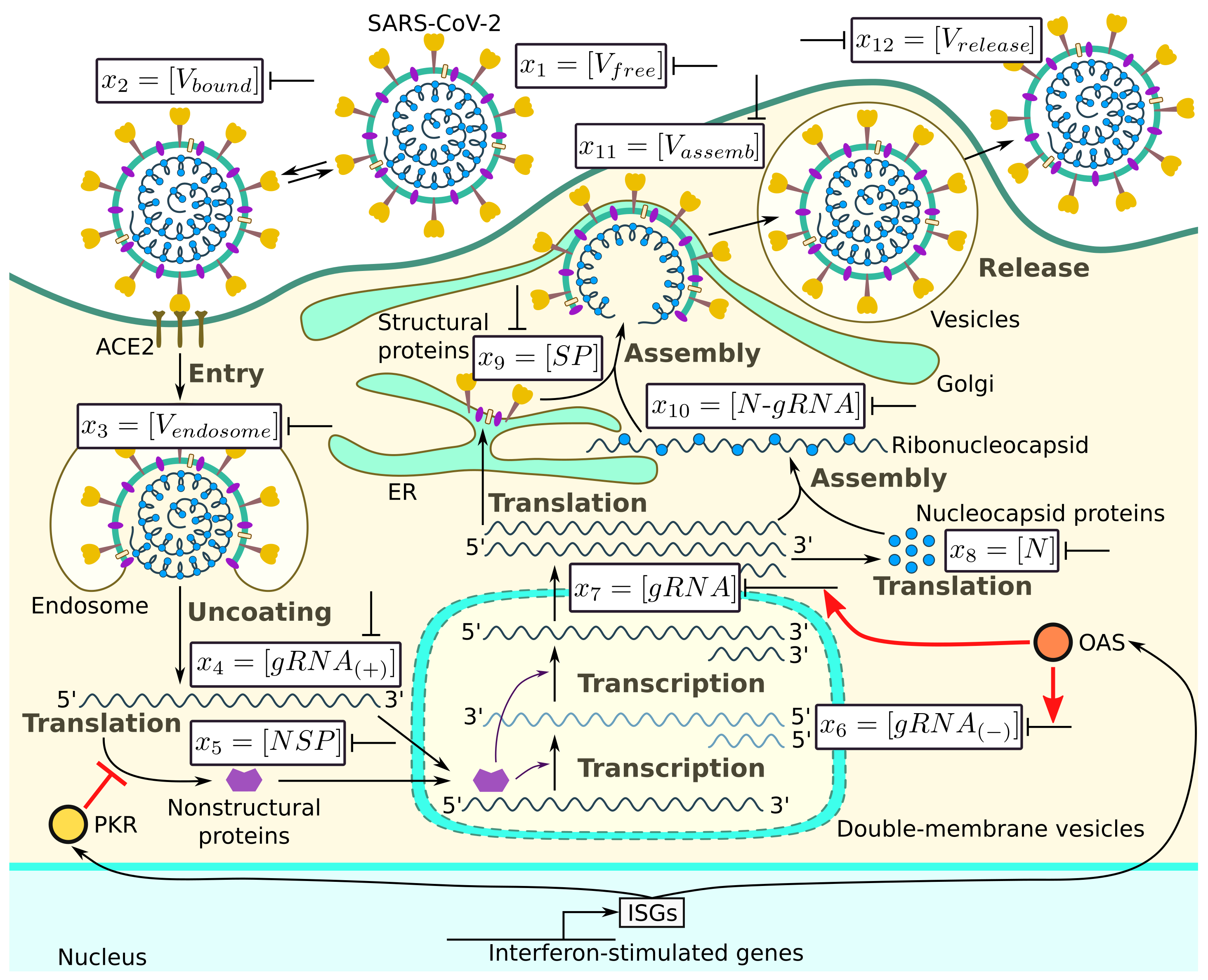 Viruses 14 00403 g001 Viruses 14 00403 g001