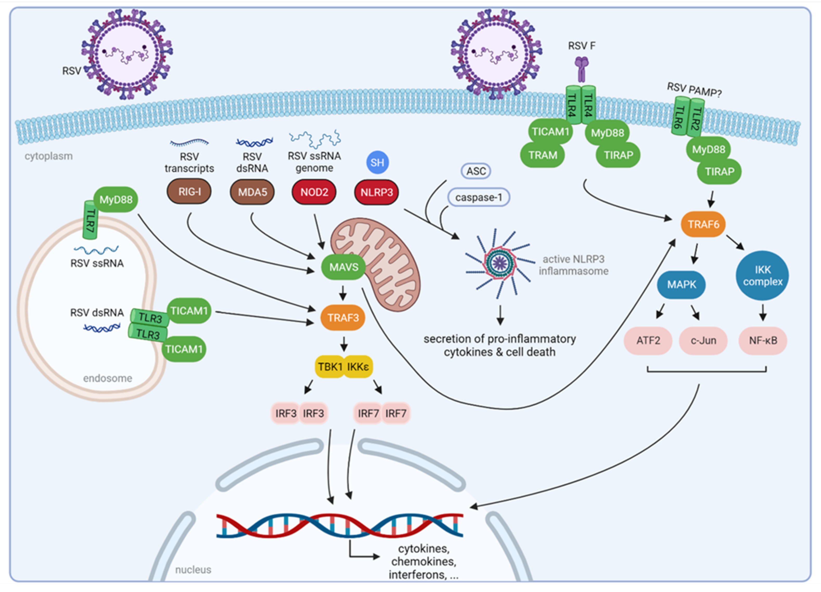 Viruses 14 00419 g002