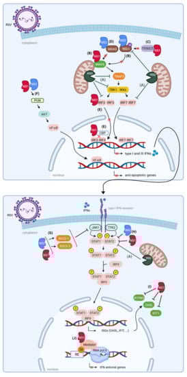 Viruses 14 00419 g004