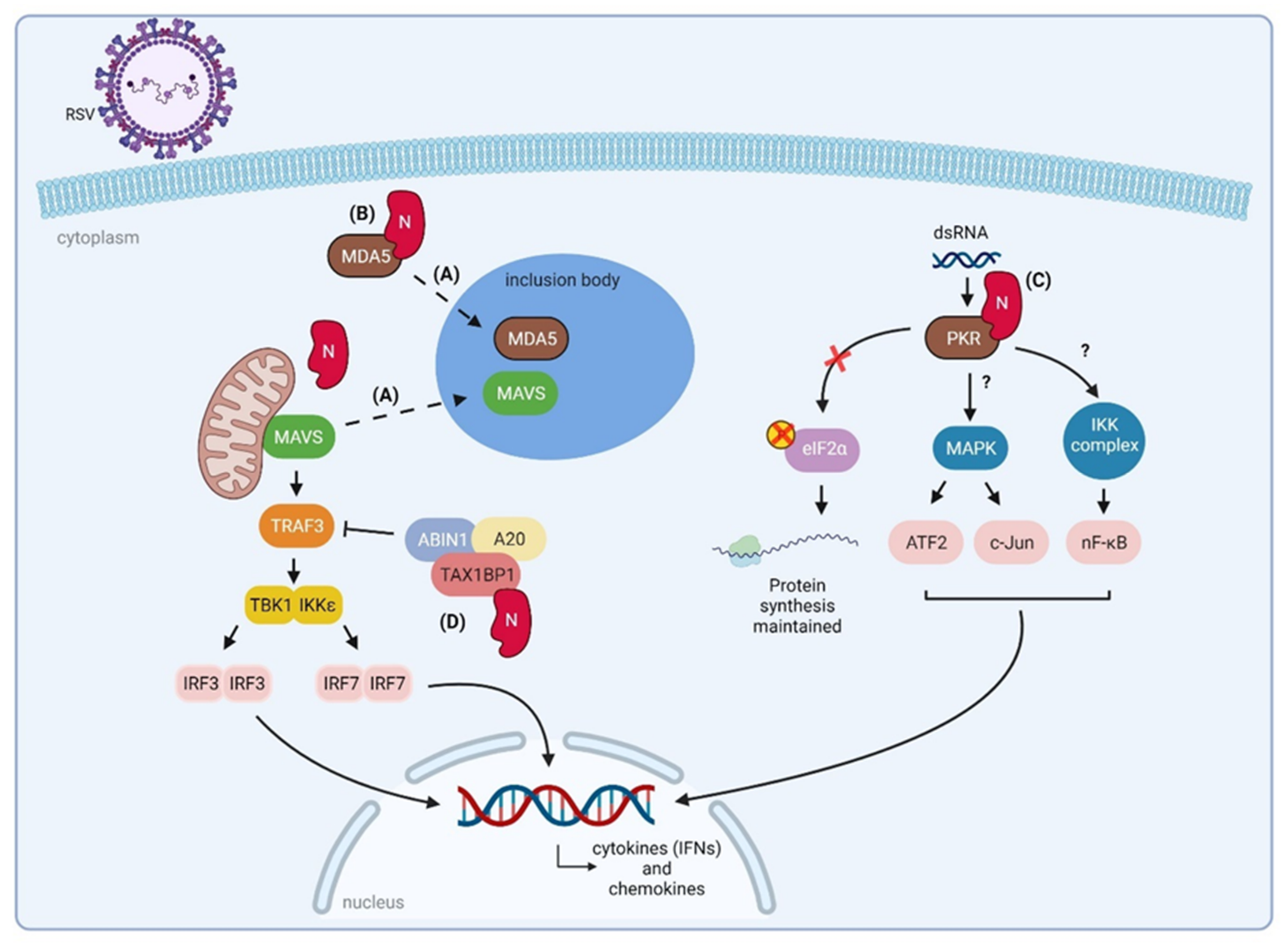 Viruses 14 00419 g005