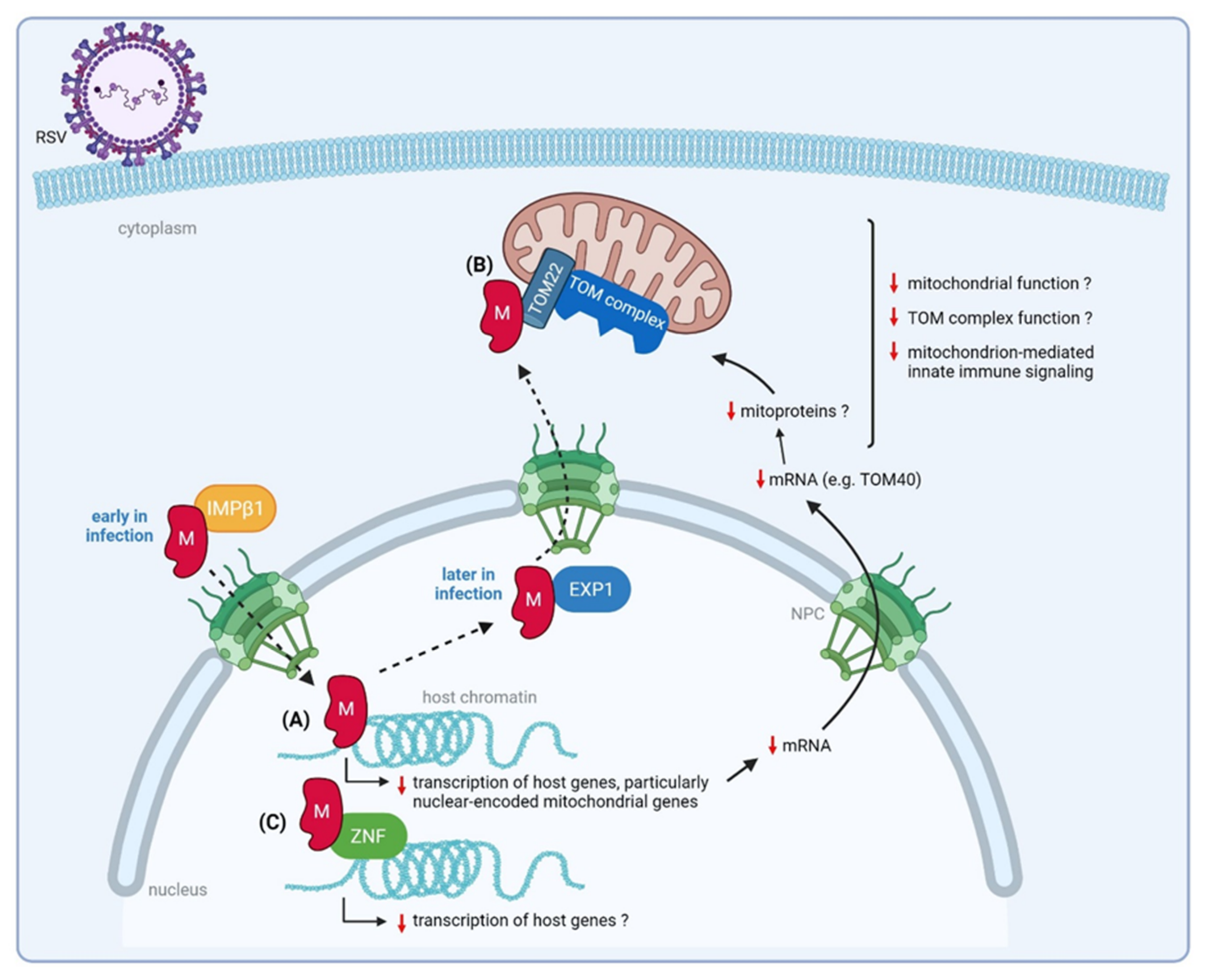 Viruses 14 00419 g006