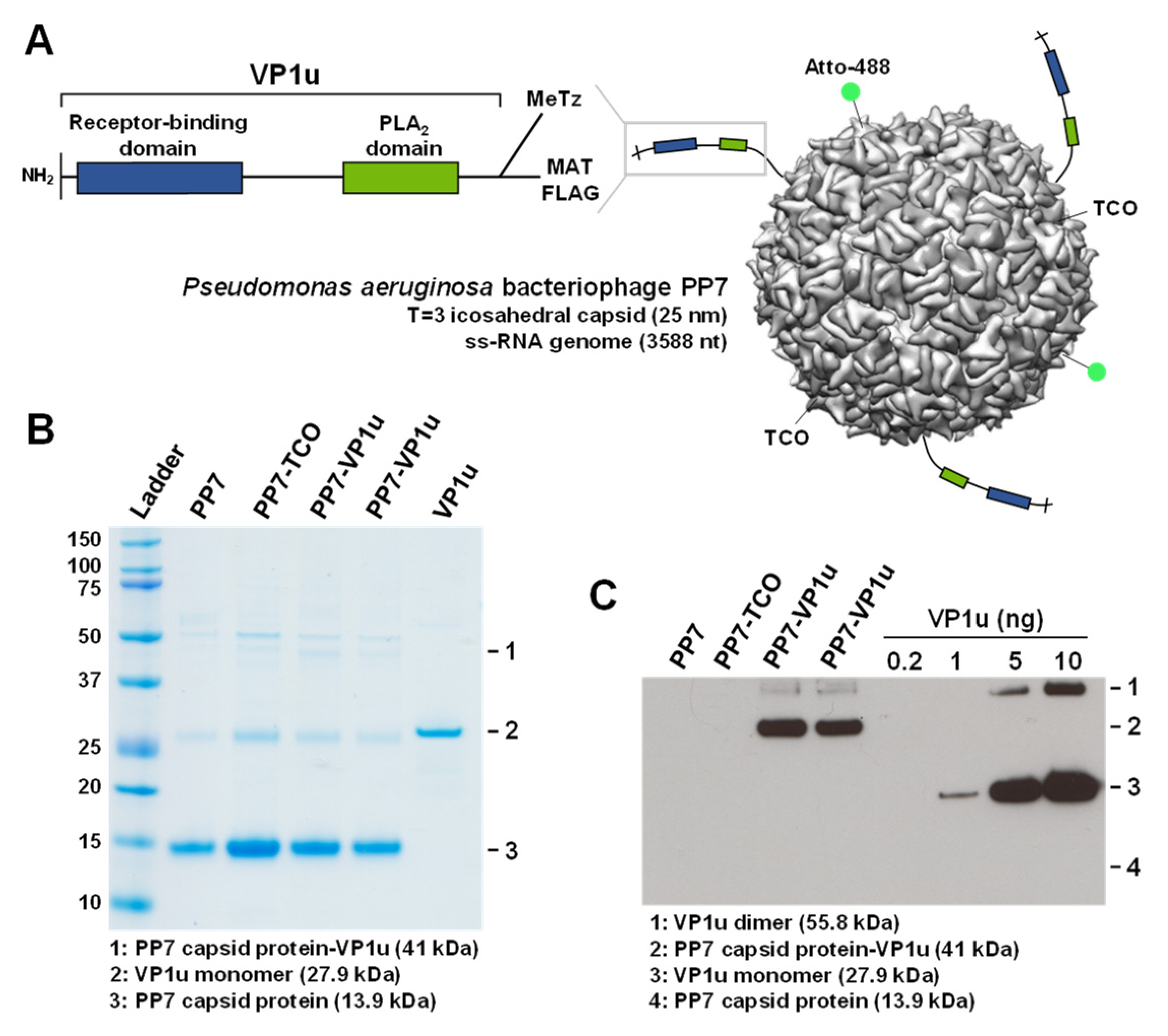 Viruses 14 00420 g001