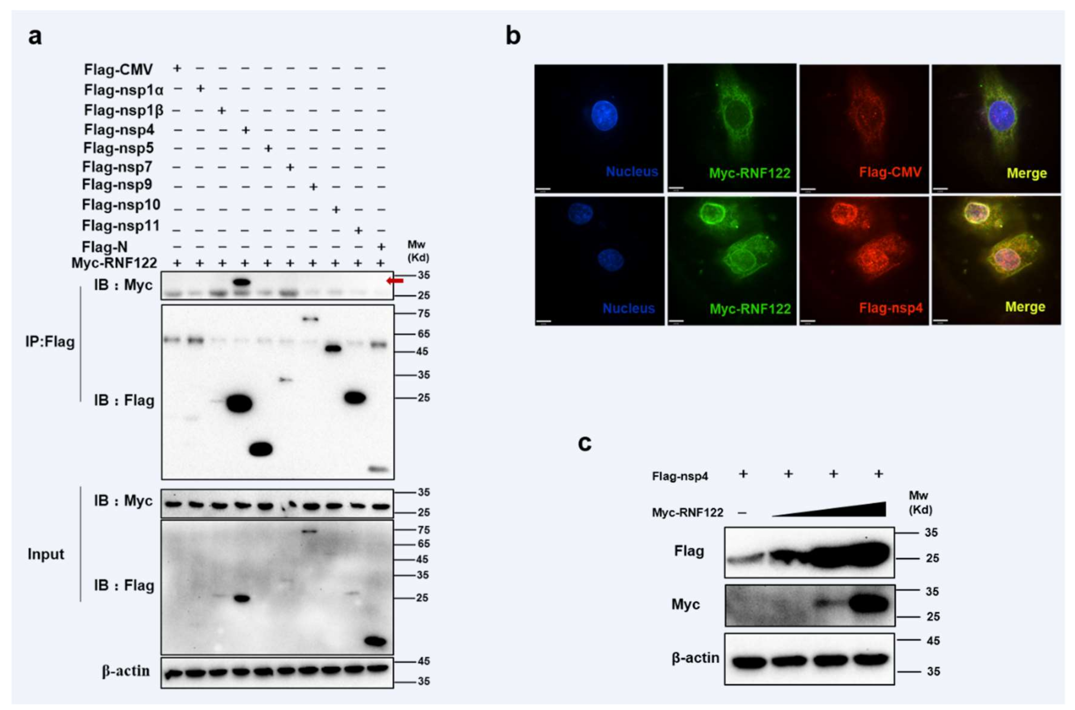 Viruses 14 00424 g006