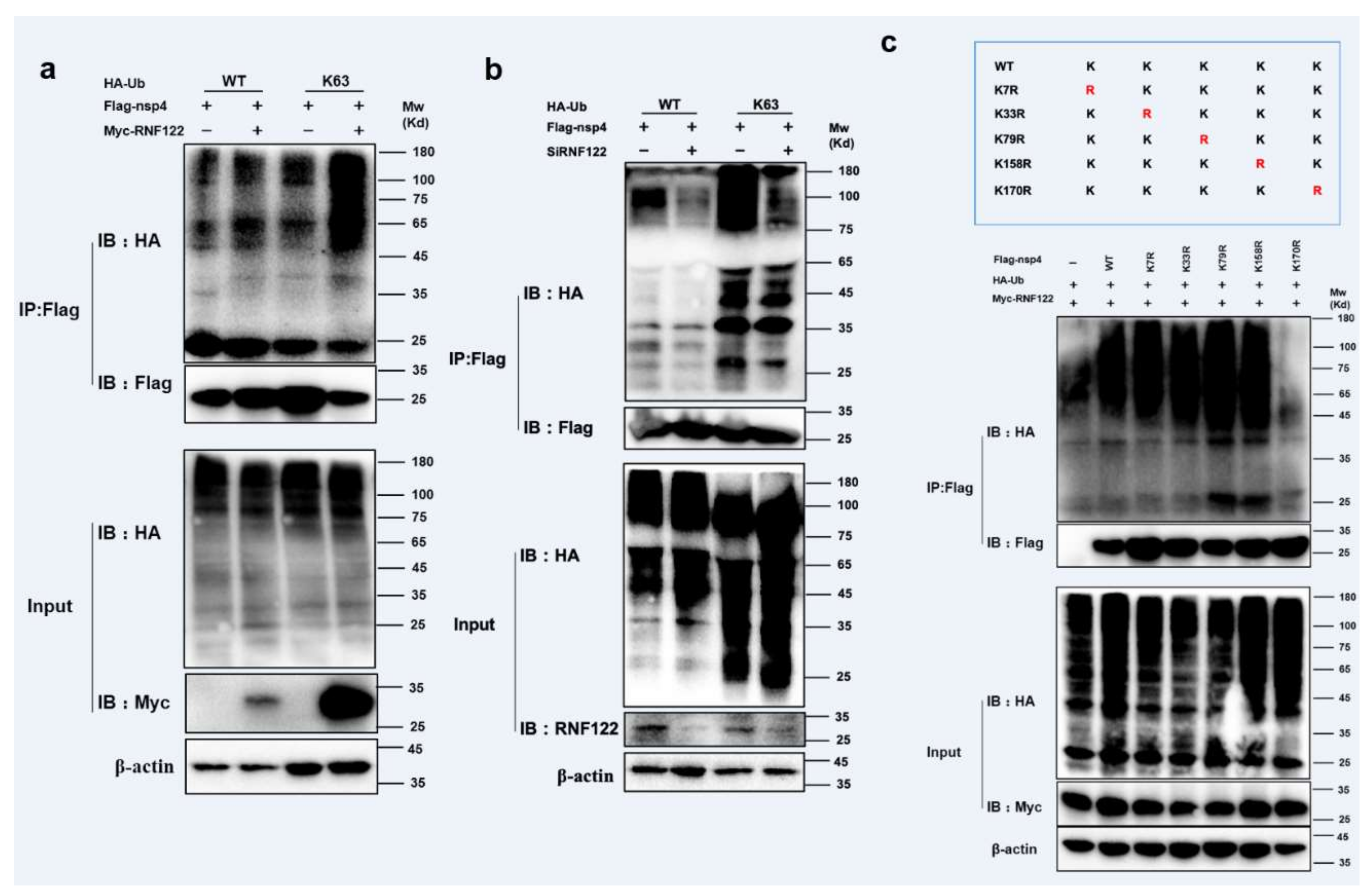 Viruses 14 00424 g007