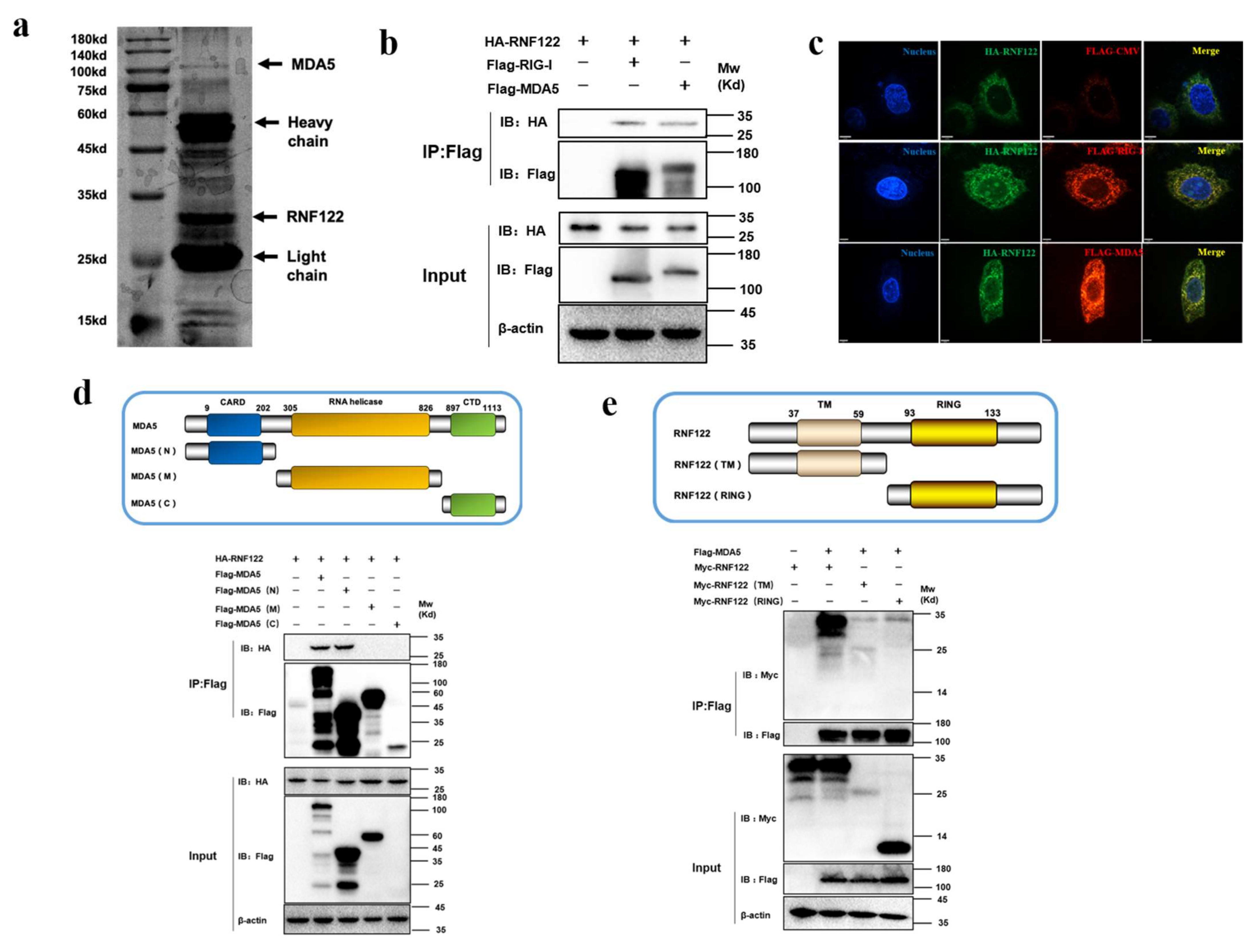 Viruses 14 00424 g009