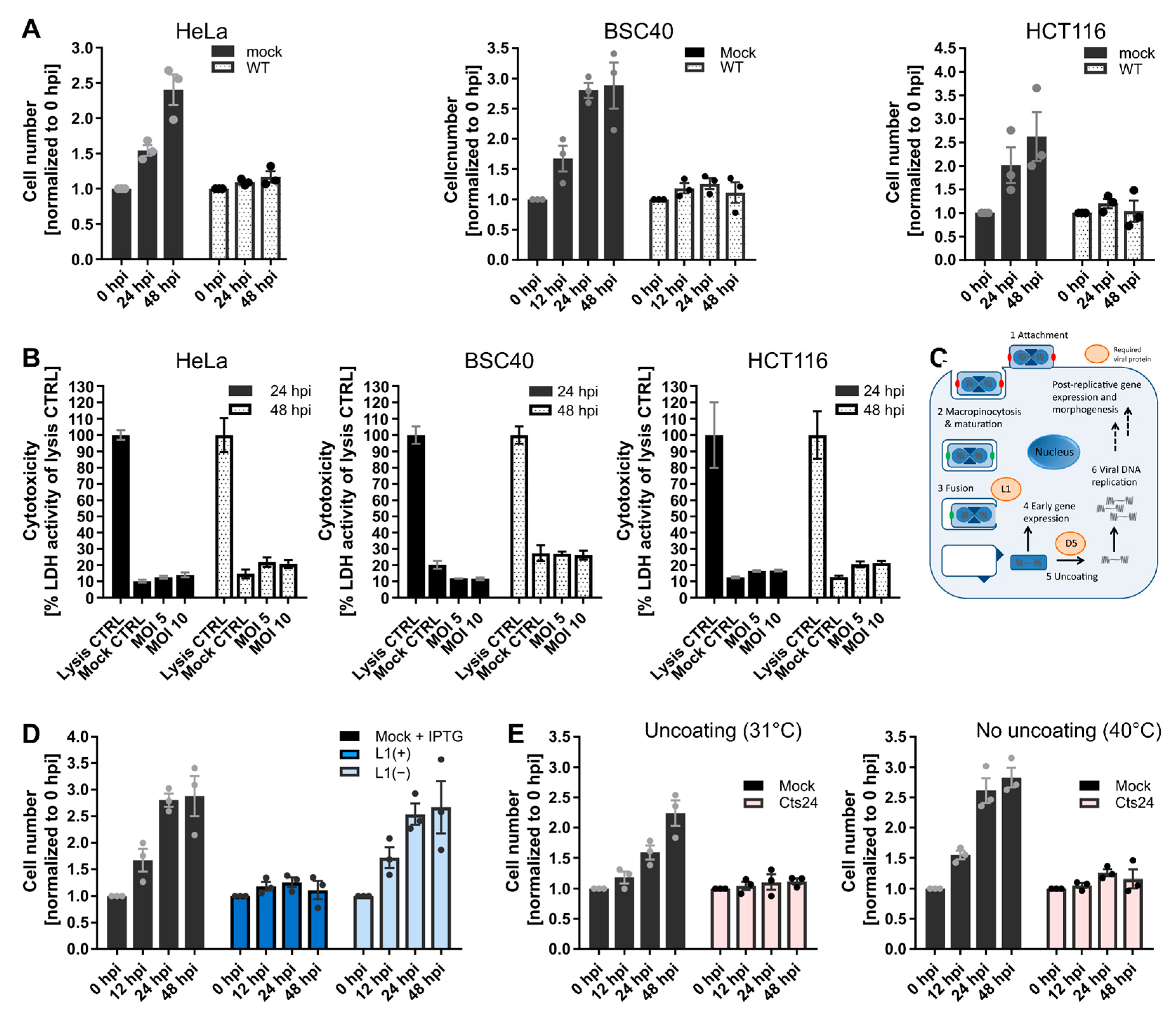 Viruses 14 00431 g001