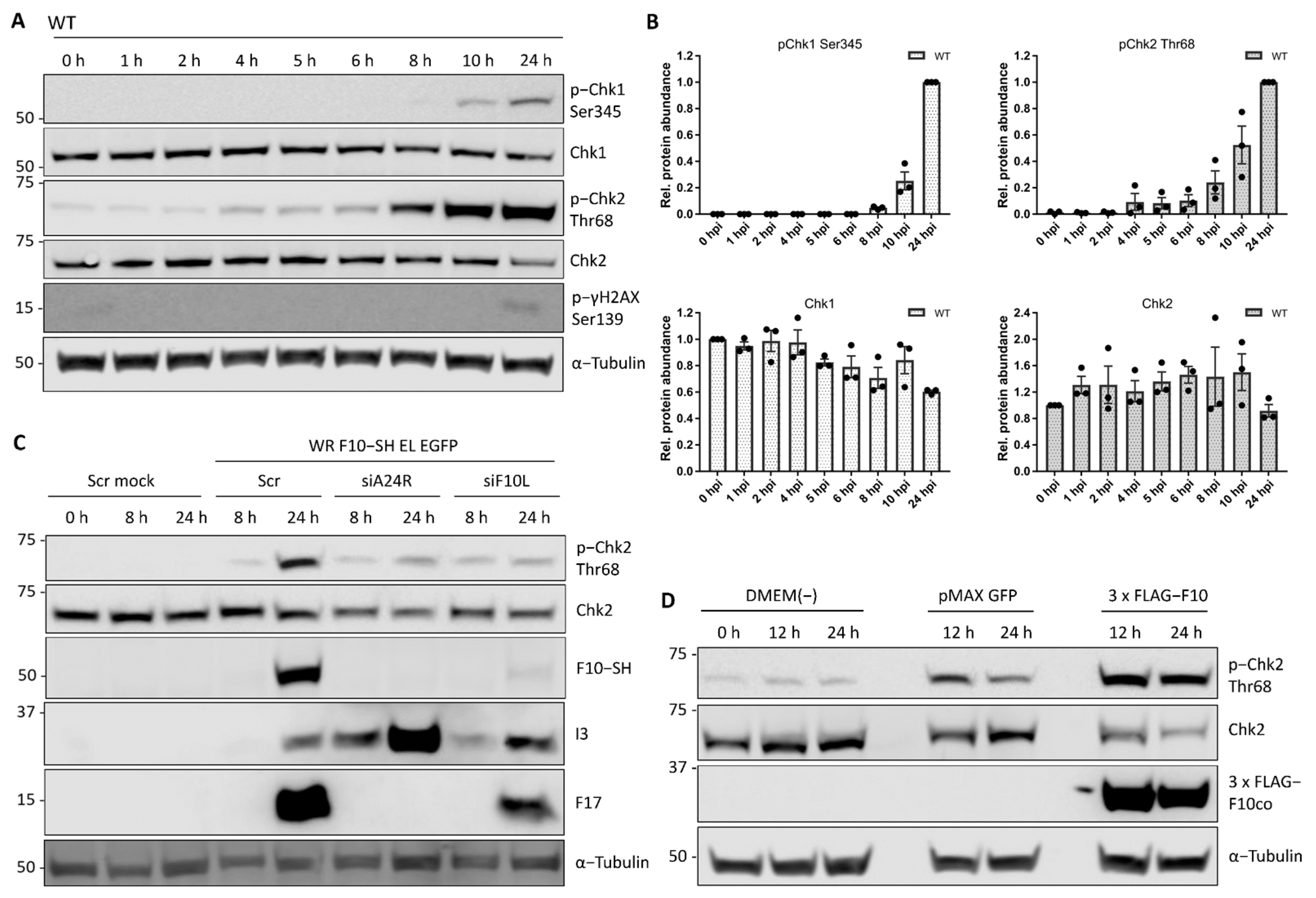 Viruses 14 00431 g005