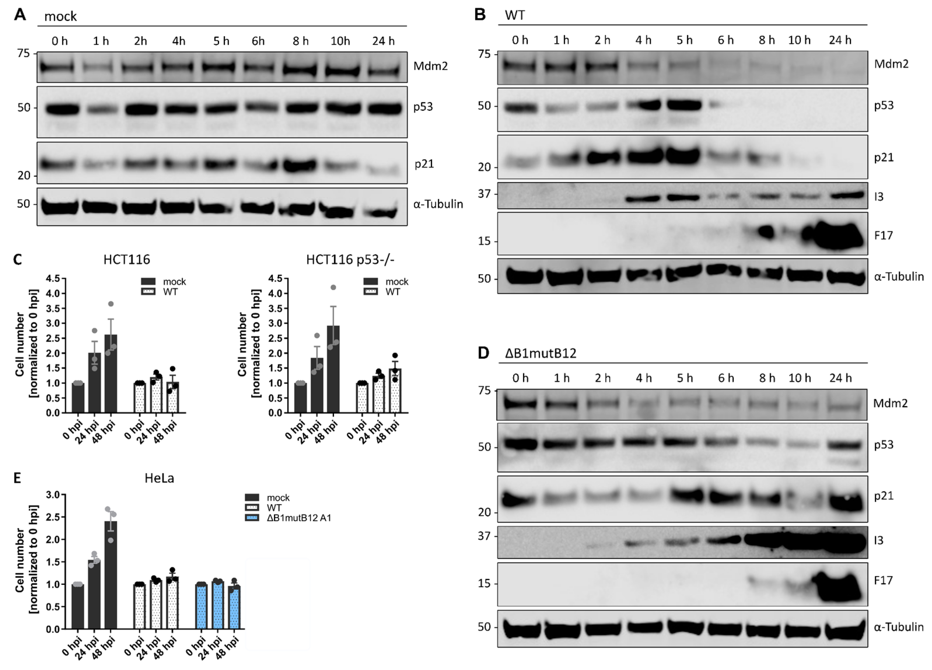 Viruses 14 00431 g006