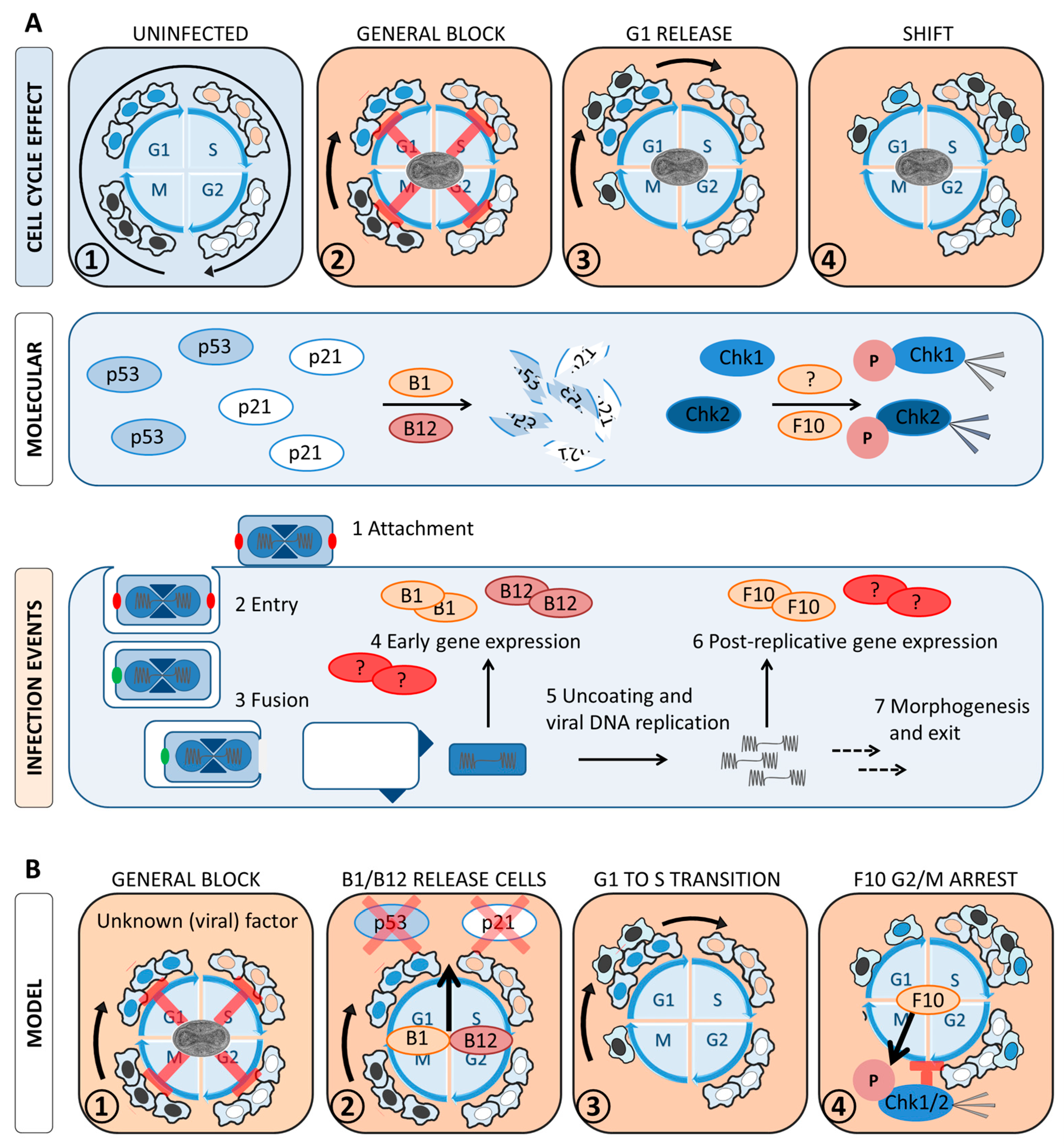 Viruses 14 00431 g007