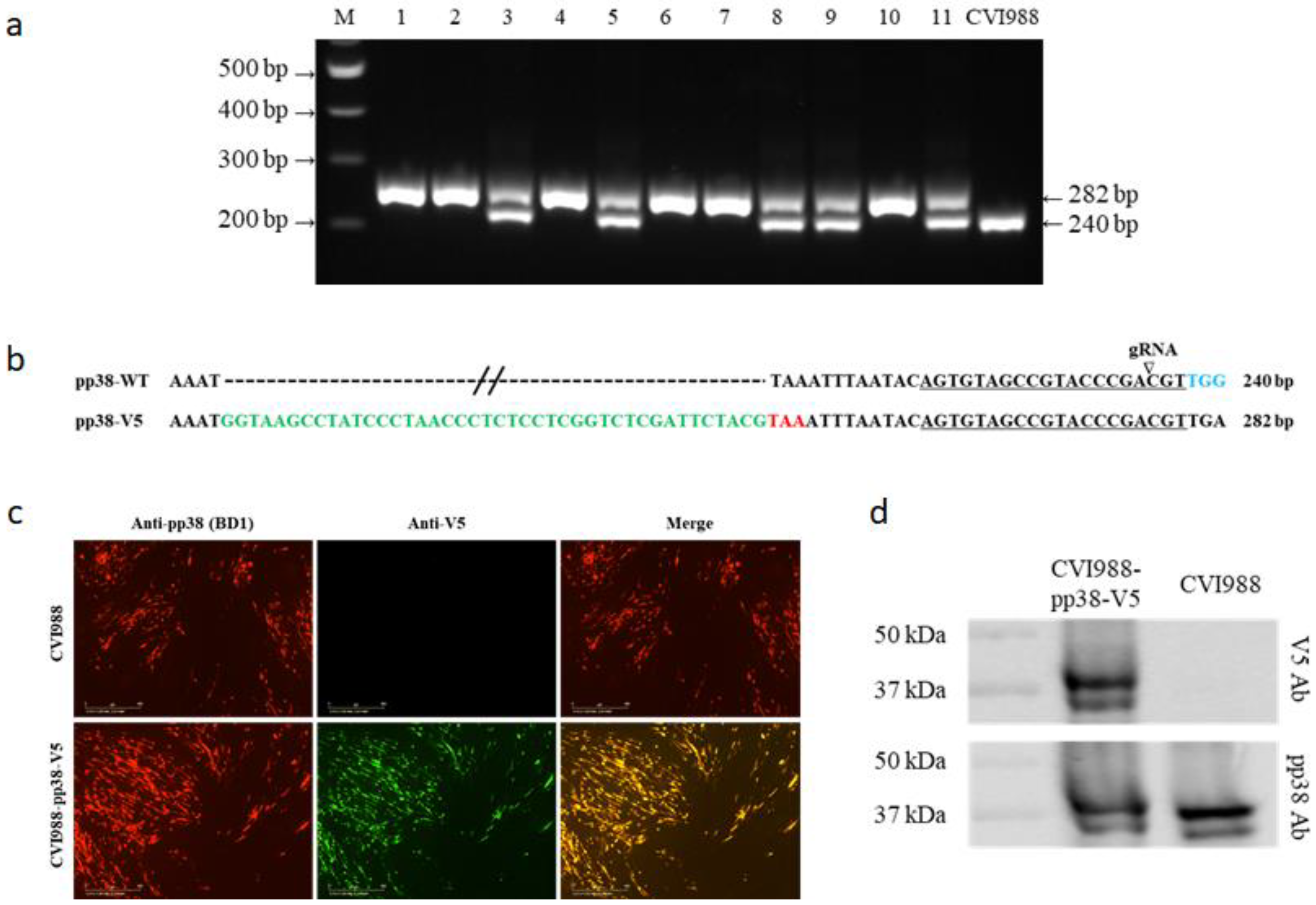 Viruses 14 00436 g002 Viruses 14 00436 g002