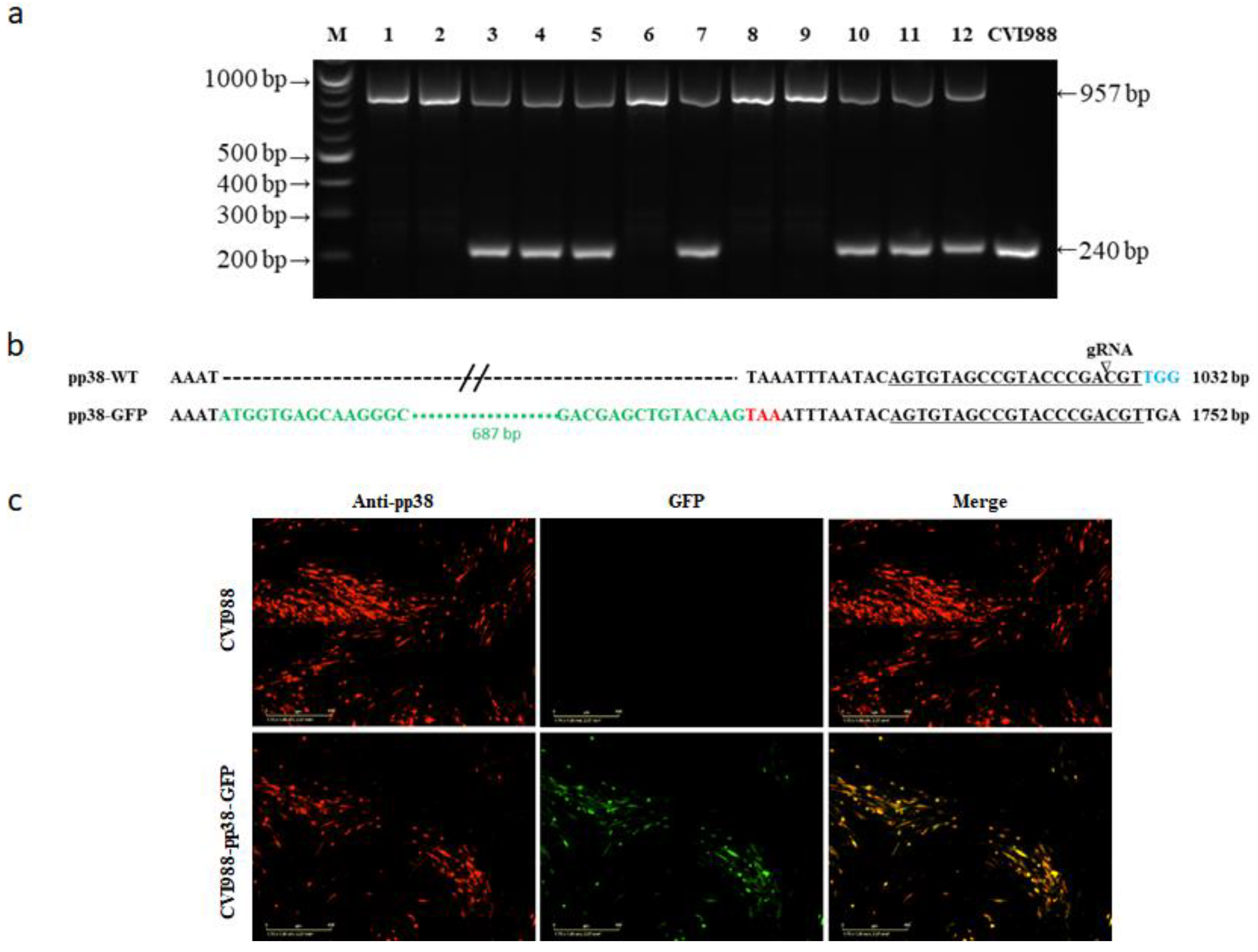 Viruses 14 00436 g003 Viruses 14 00436 g003